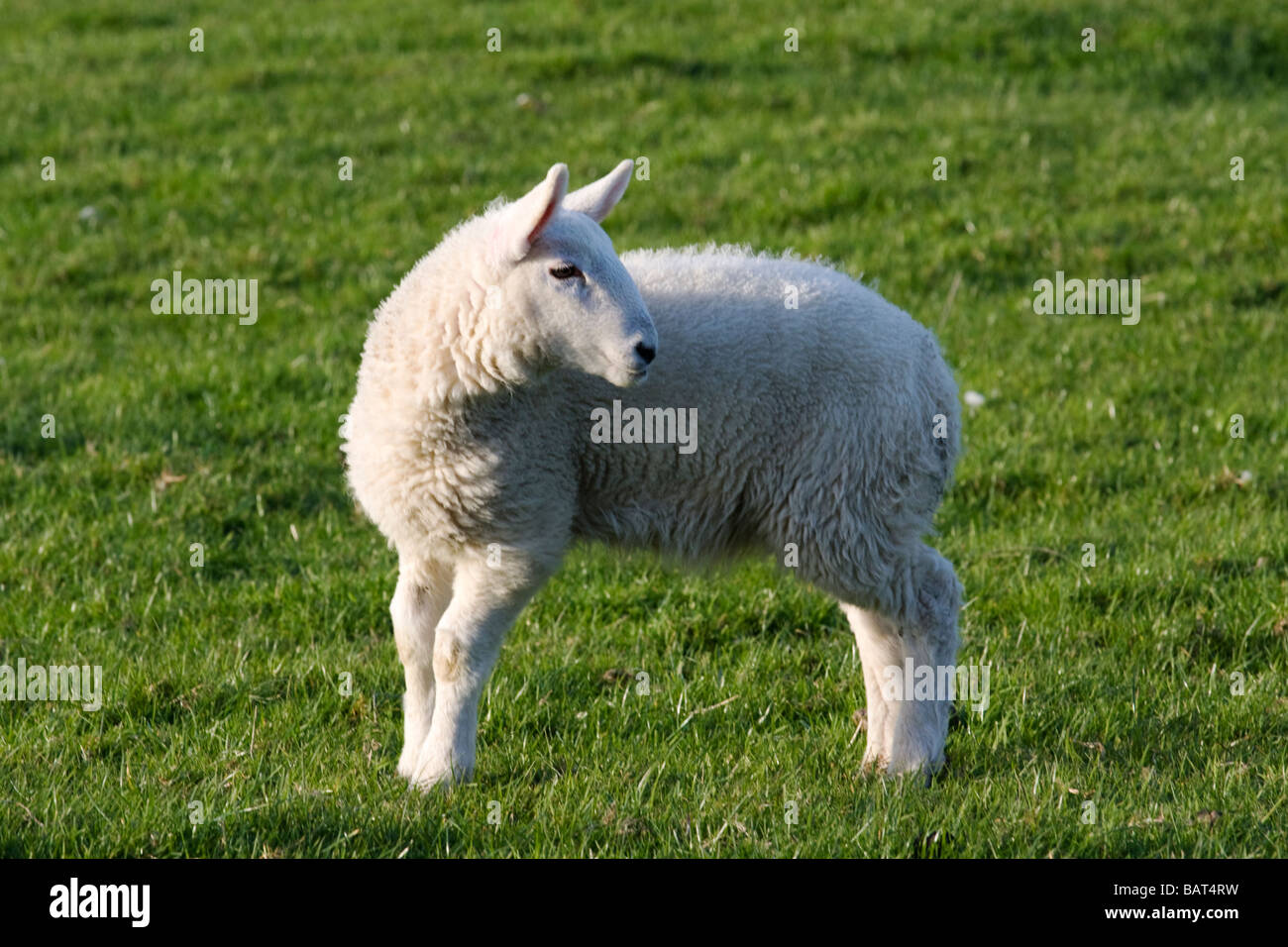 Lamb on lookout Stock Photo