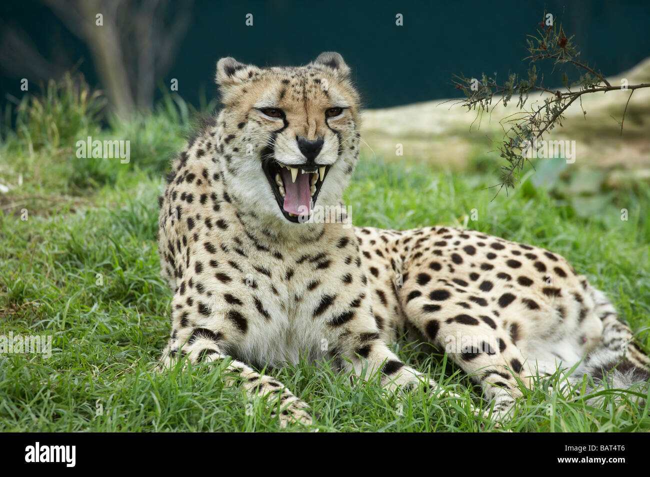 Cheetah Acinonyx jubatus Auckland Zoo Auckland North Island New Zealand Stock Photo