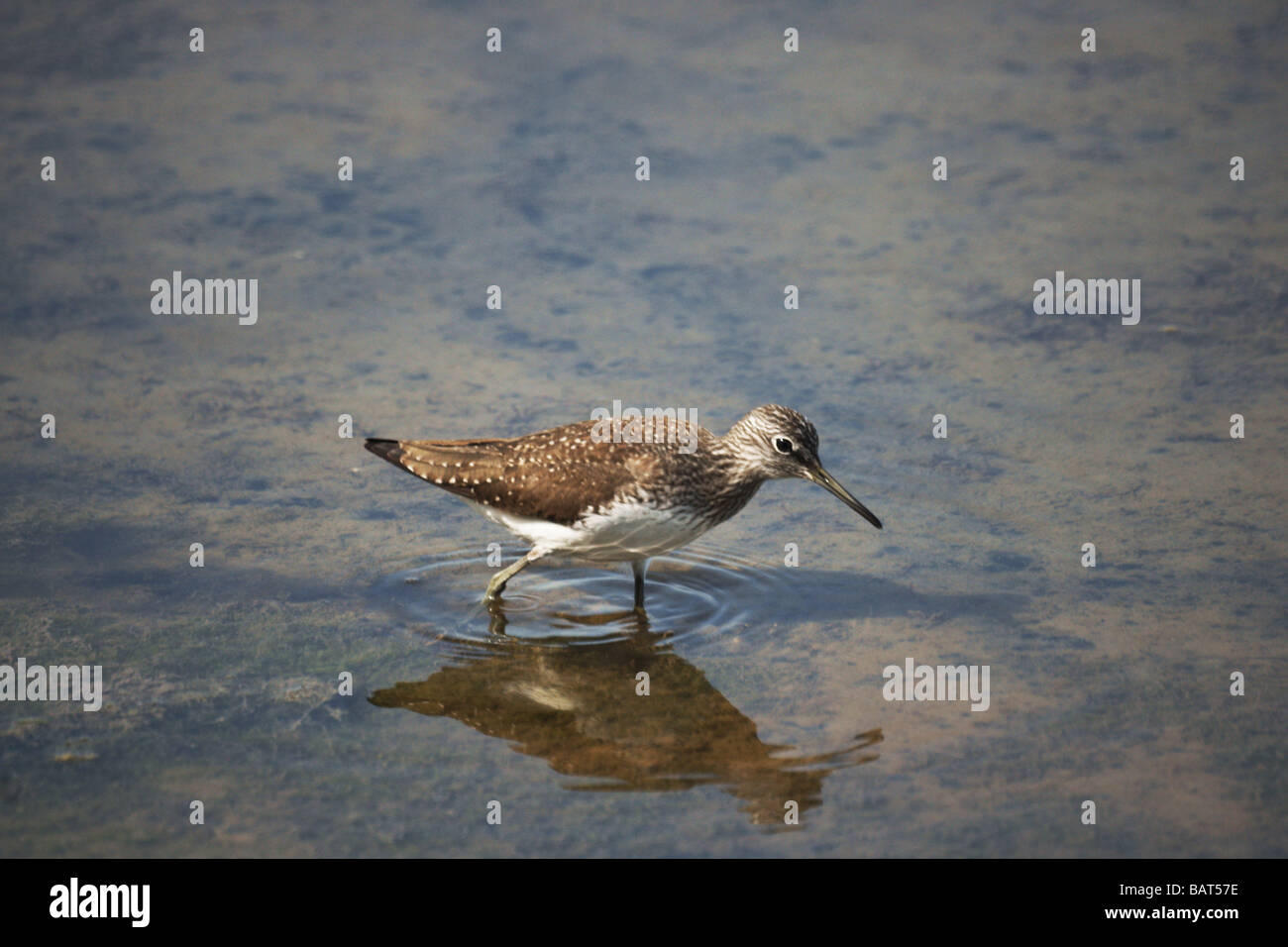British And European Wading Birds High Resolution Stock Photography And Images Alamy