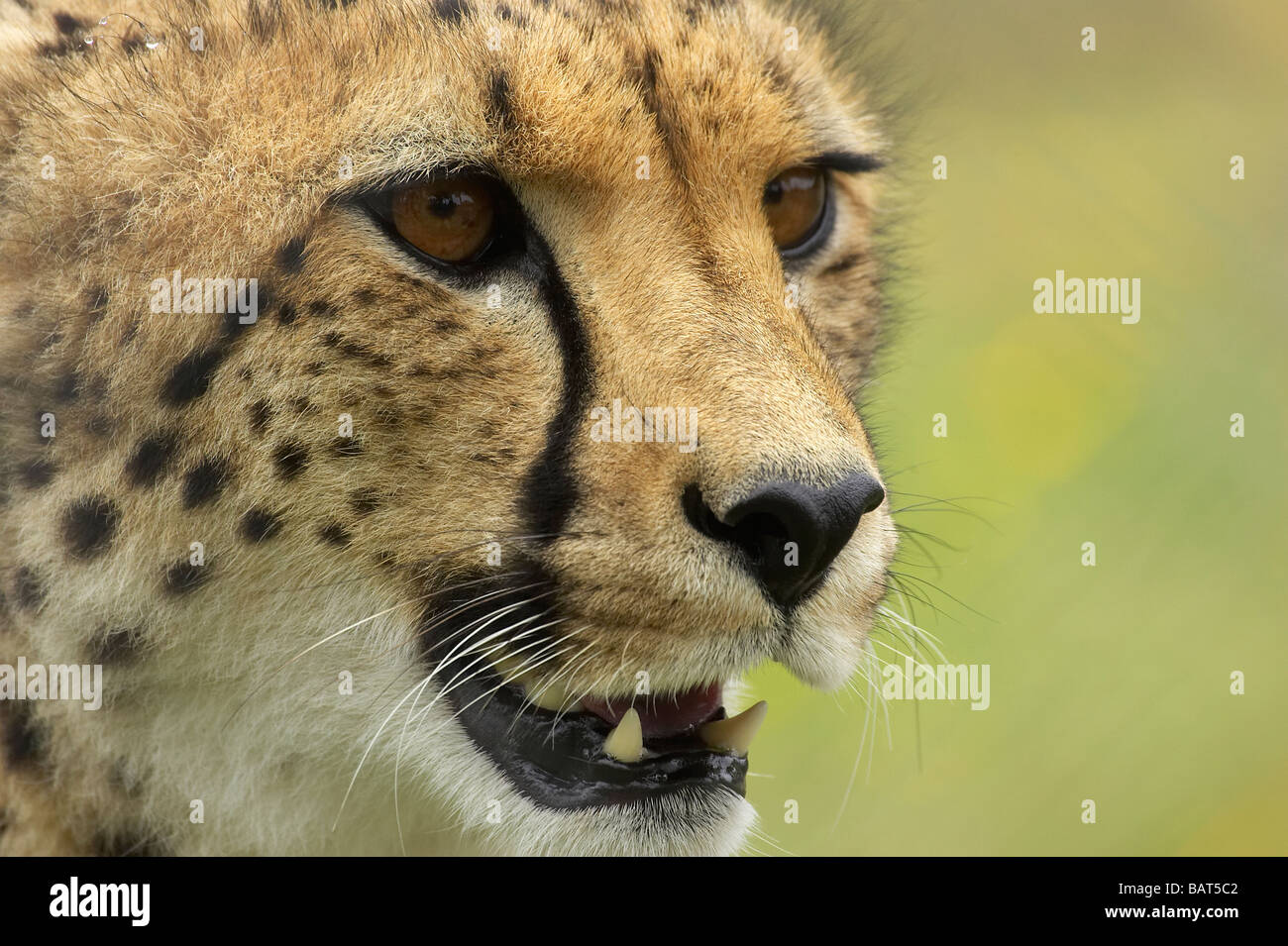 Cheetah Acinonyx jubatus Orana Wildlife Park Christchurch South Island New Zealand Stock Photo