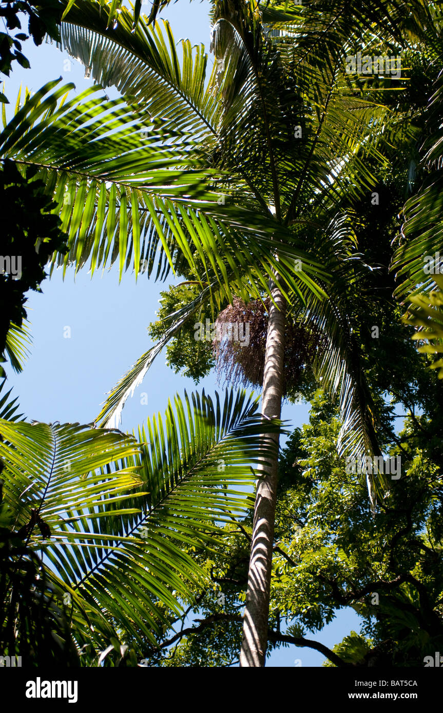 Palm trees Springbrook National Park Queensland Australia Stock Photo Alamy