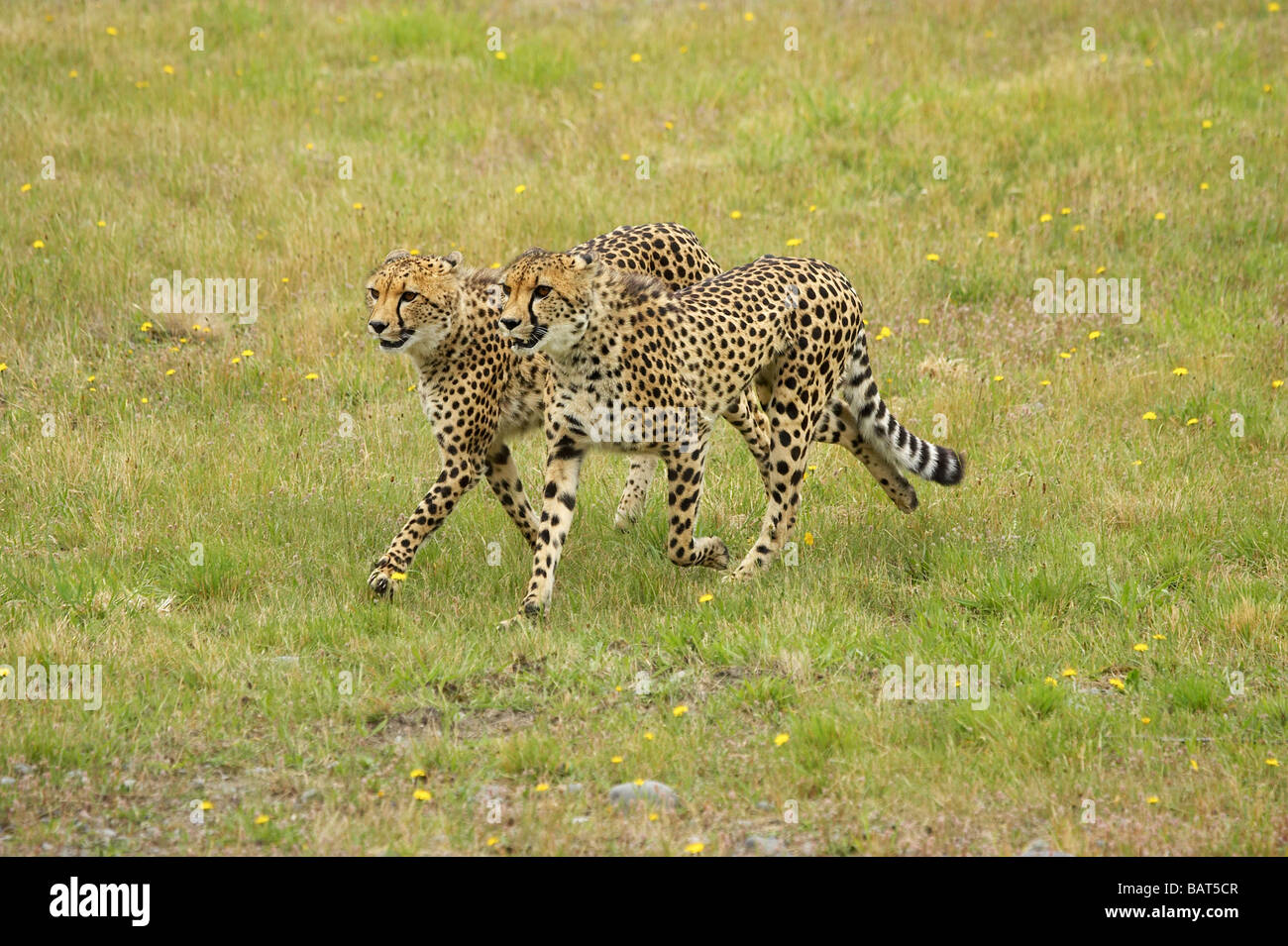 Cheetah Acinonyx jubatus Orana Wildlife Park Christchurch South Island New Zealand Stock Photo
