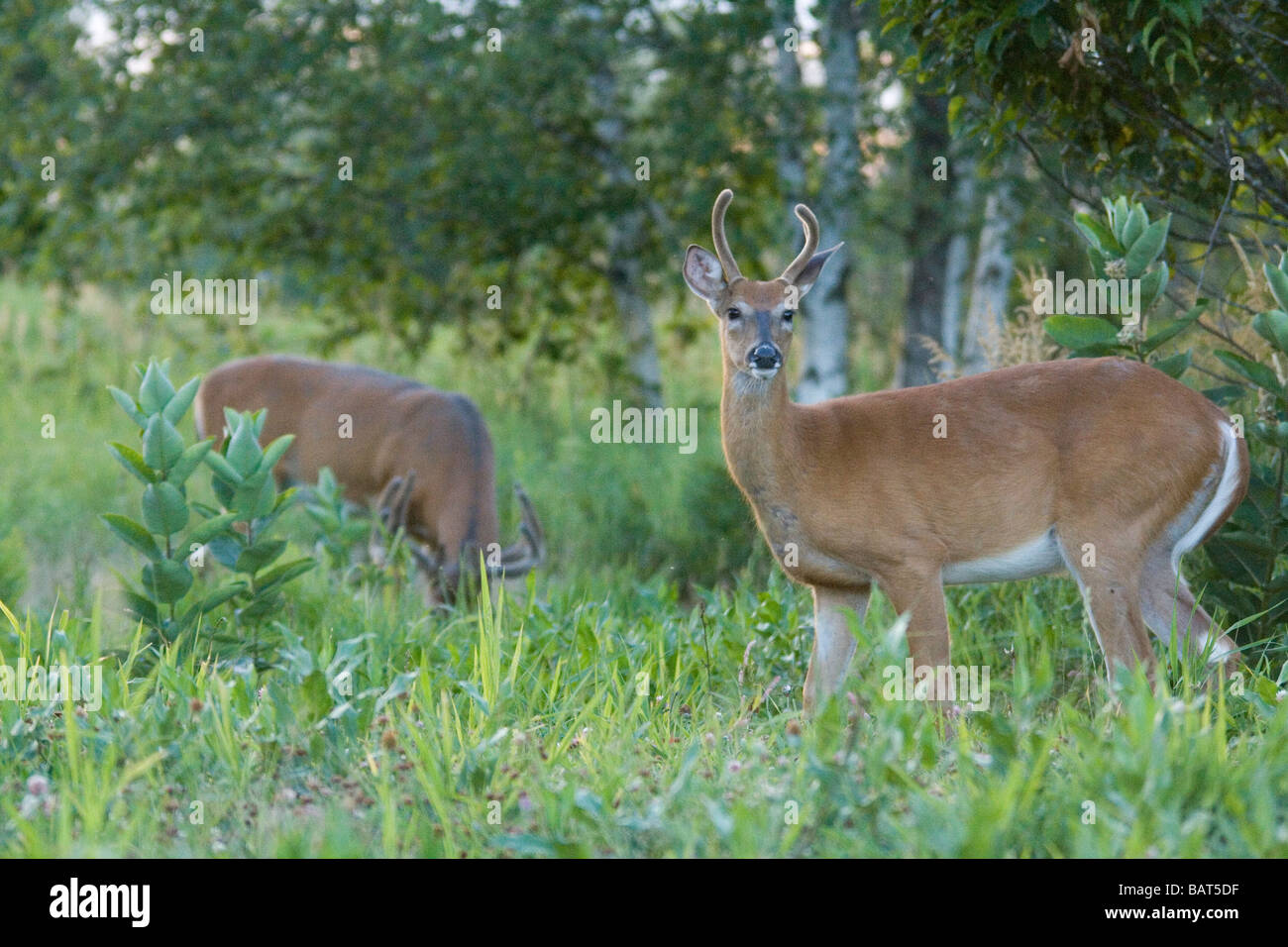 Record book deer hires stock photography and images Alamy