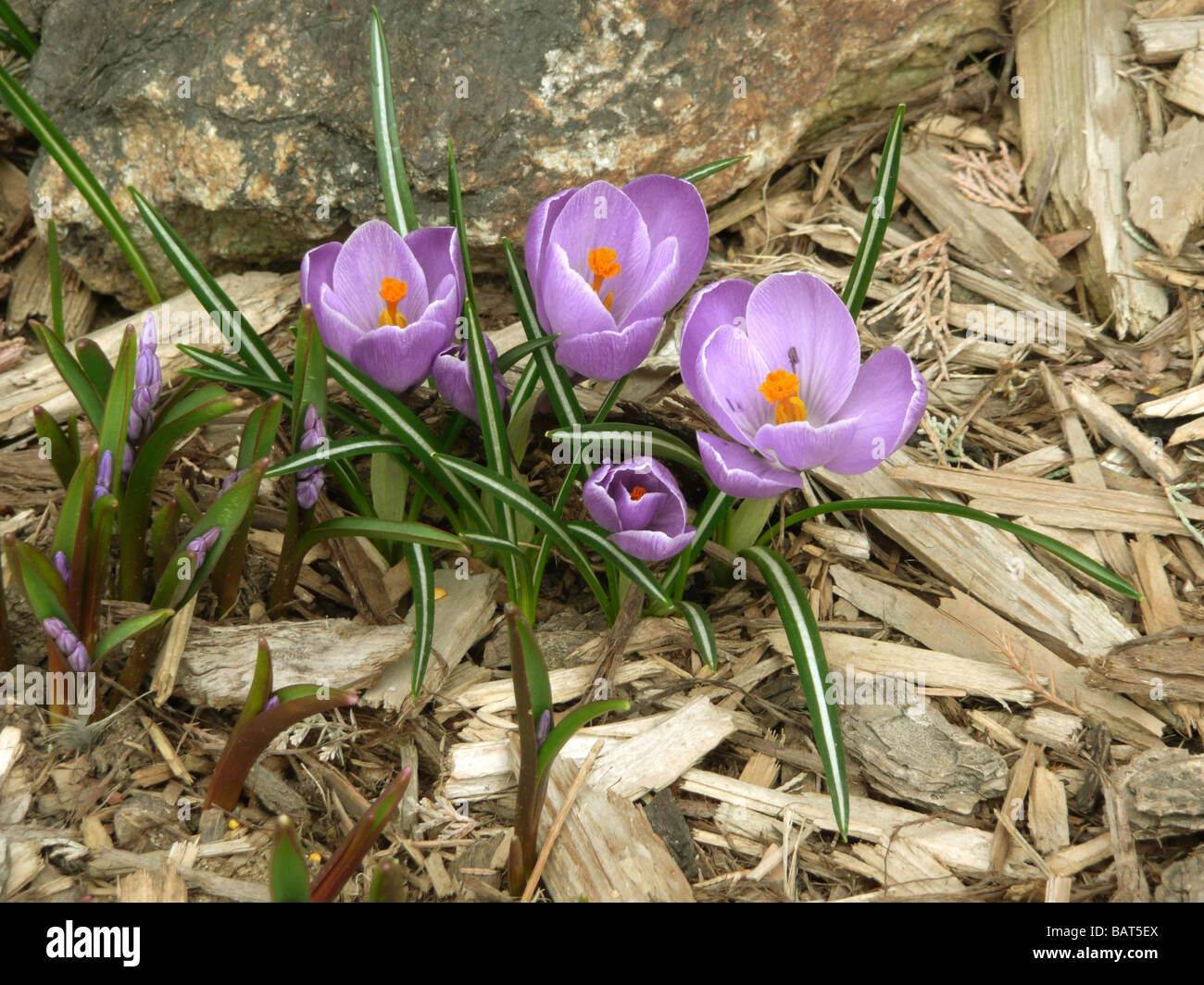 A bunch of purple crocus with orange stamens in a garden bed of wood chips.  Flowers are next to a rock. Stock Photo