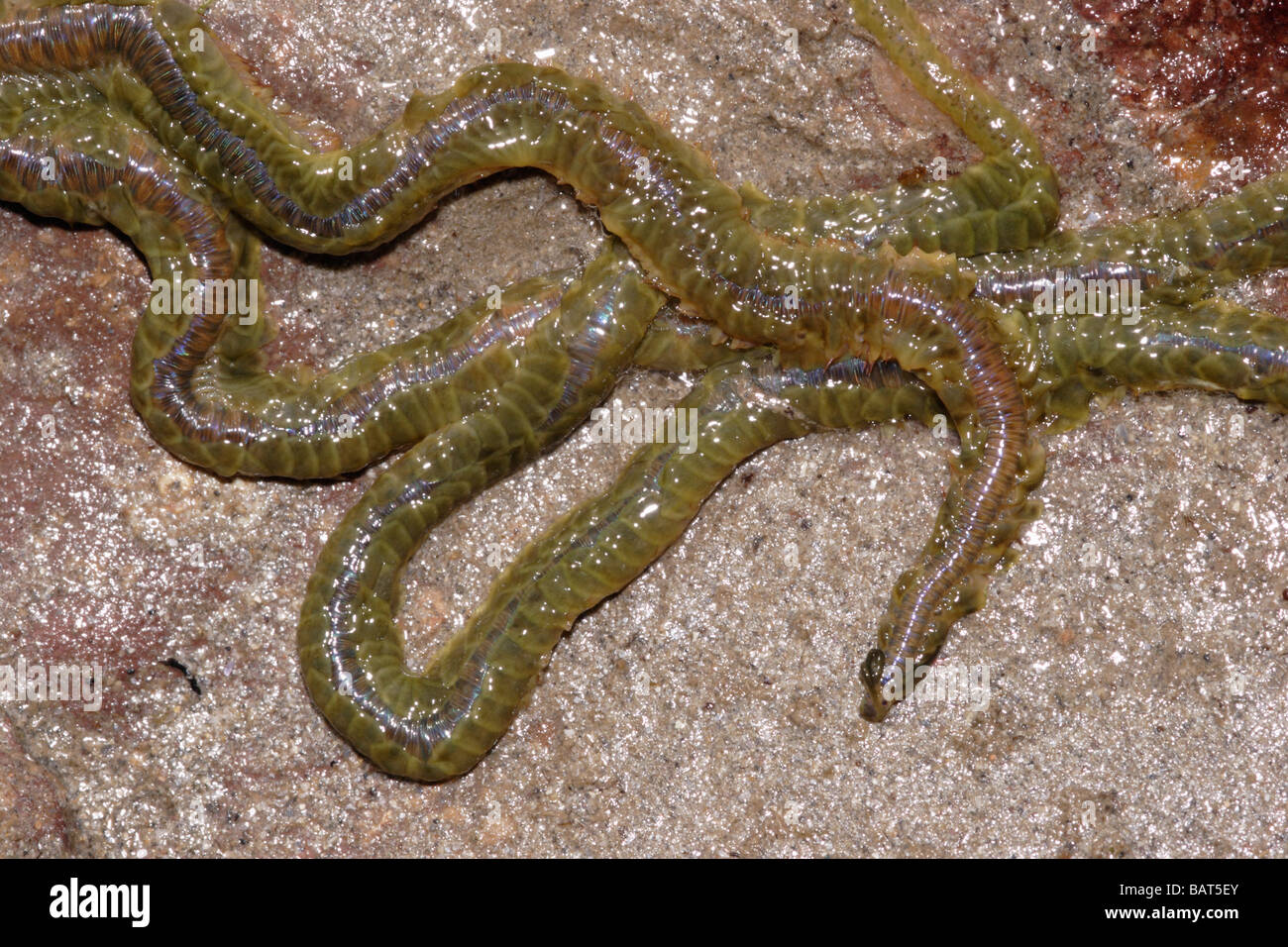 Paddleworm Phyllodoce laminosa Phyllodocidae exposed under a stone at low tide UK Stock Photo