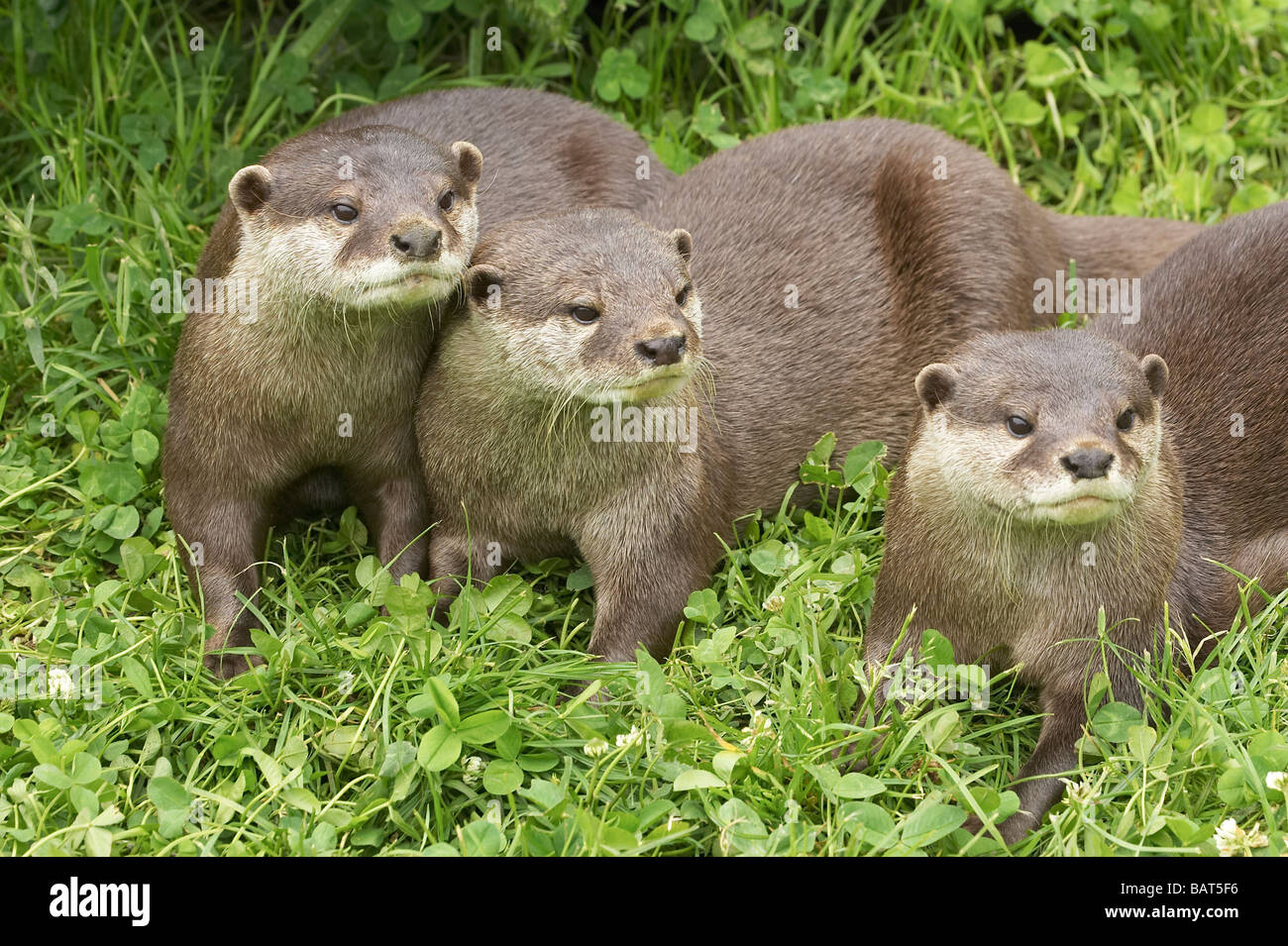 Oriental Small clawed Otters Aonyx cinerea Orana Wildlife Park Christchurch South Island New Zealand Stock Photo