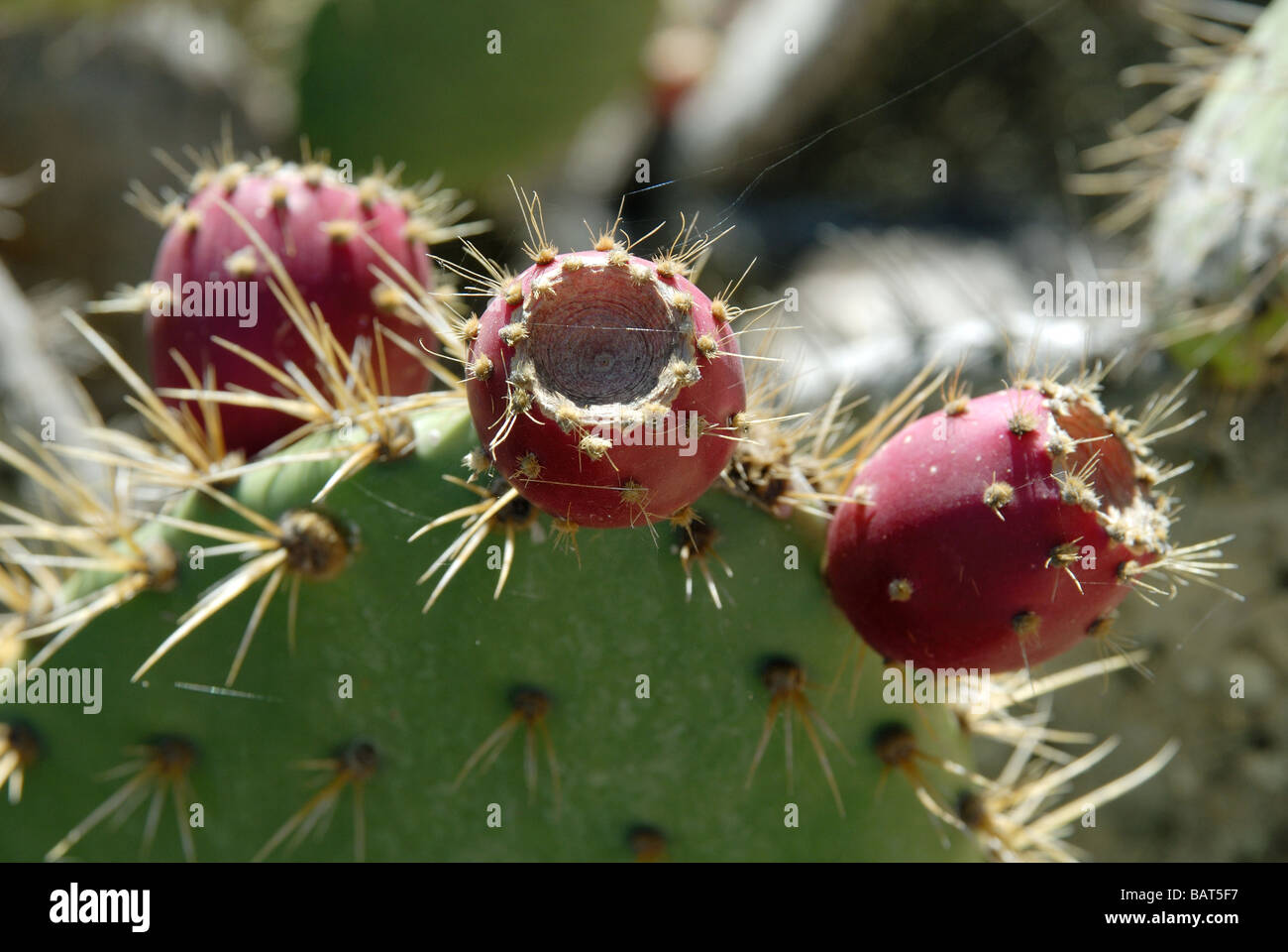 Chaparral prickly pear Stock Photo