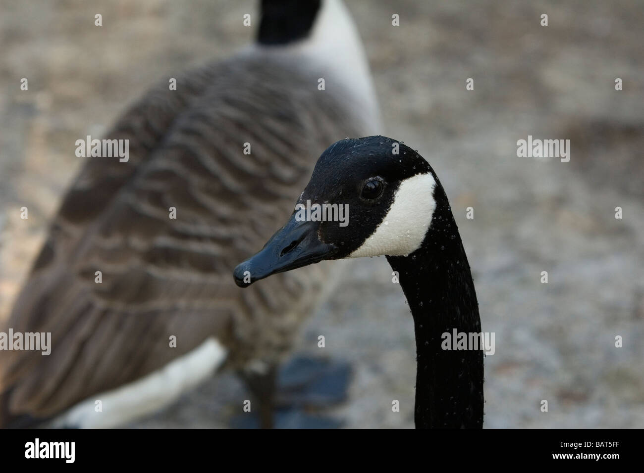 Canadian Goose in South London England Stock Photo - Alamy