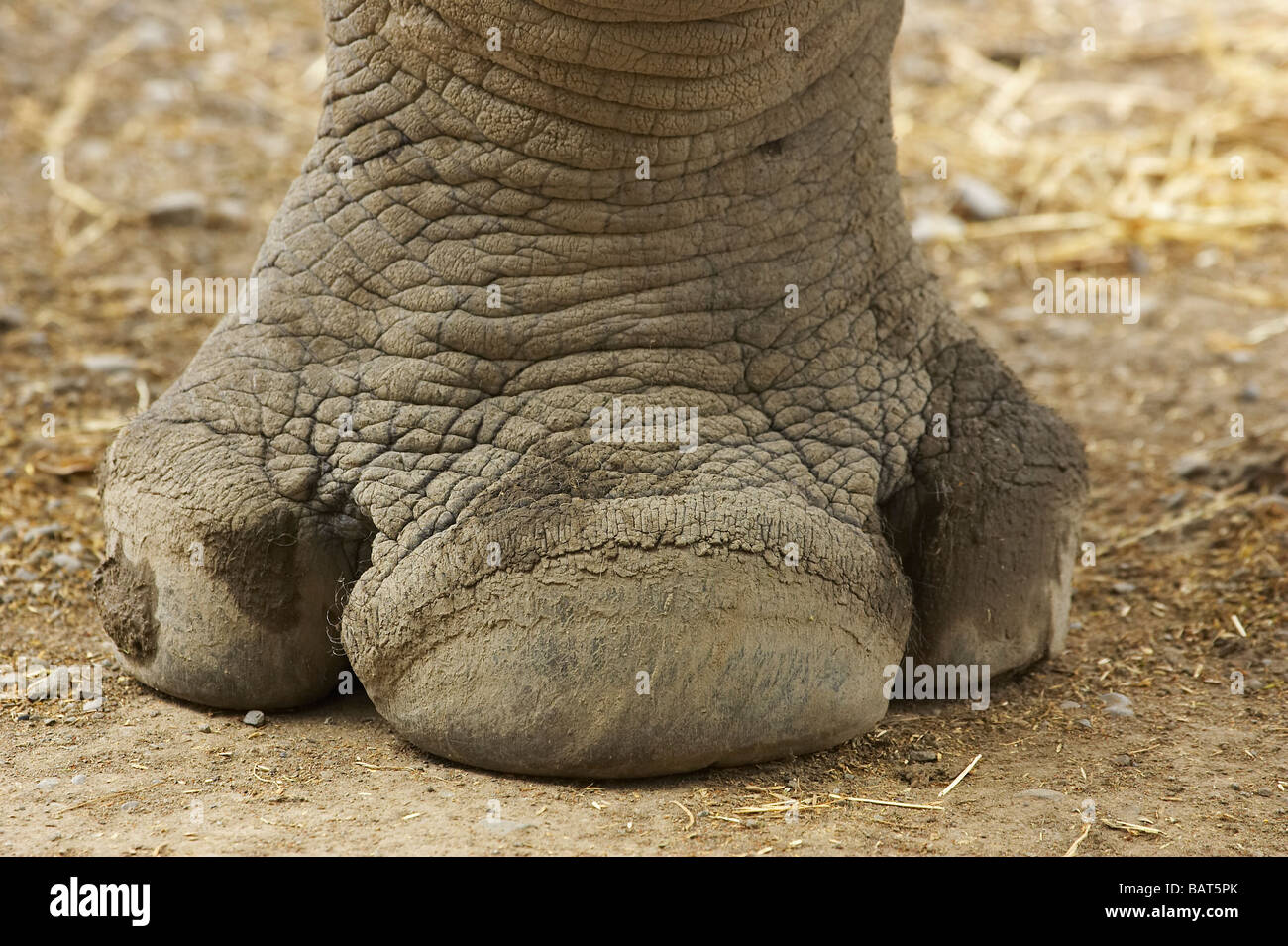 rhinoceros foot rhinoceros foot