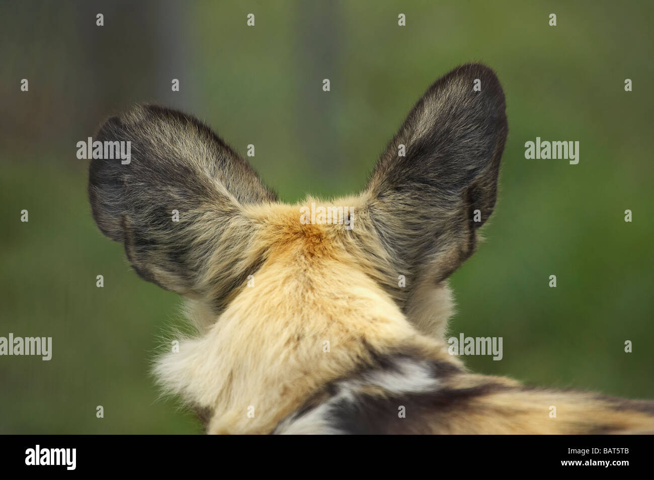 Close up of Ears of African Wild Dog lycaon pictus Orana Wildlife Park Christchurch South Island New Zealand Stock Photo