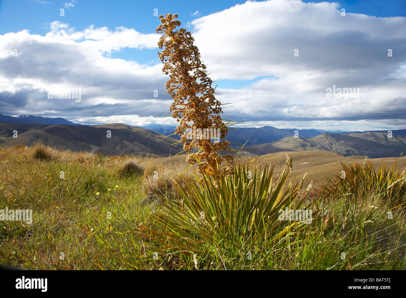 Speargrass or Golden Spaniard Flower Aciphylla aurea Carrick Range Central Otago South Island New Zealand Stock Photo