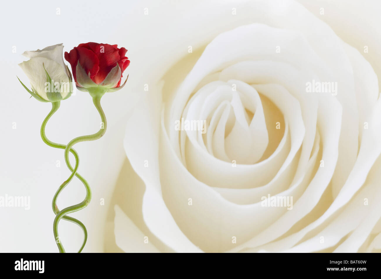 two roses together on a white rose background Stock Photo - Alamy