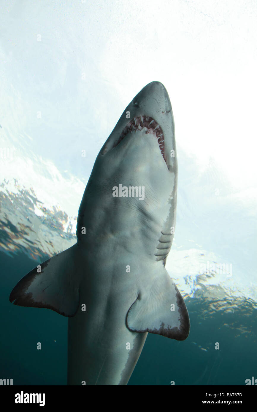 Underwater Shark Stock Photo