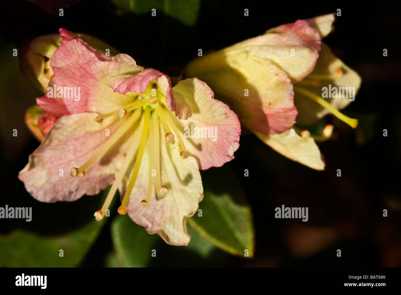 Macro image of Rhododendron Lady Fleming buds Stock Photo