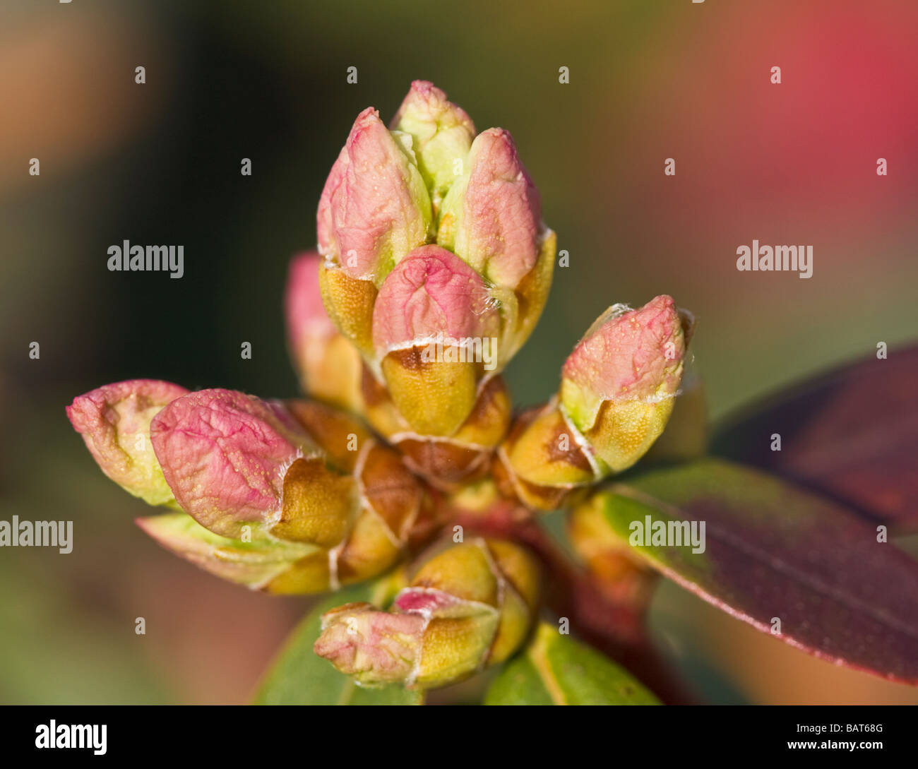 Macro image of Rhododendron Lady Fleming buds Stock Photo