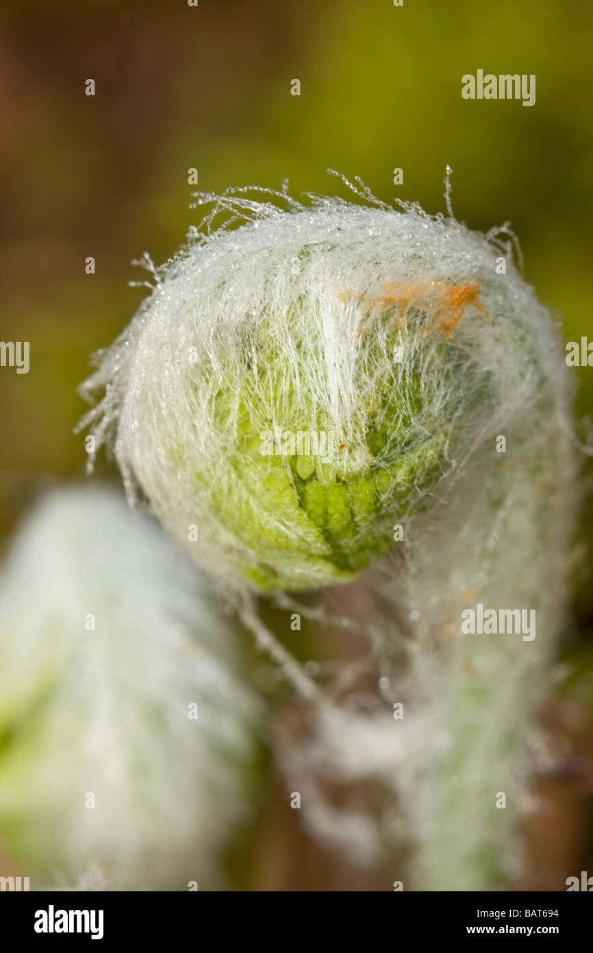 Macro image of interrupted fern's opening fronds Stock Photo