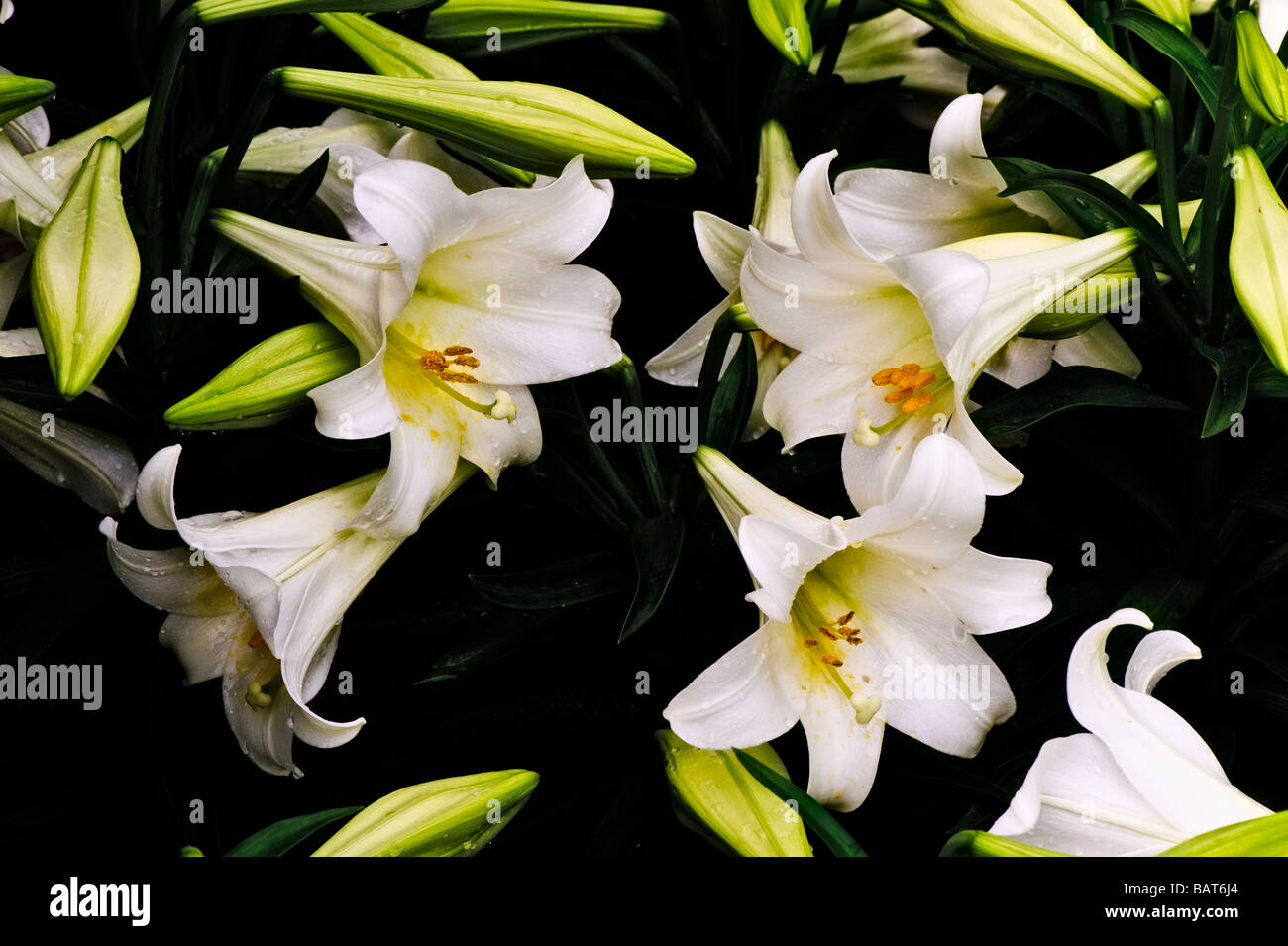 Easter Lilies Stock Photo
