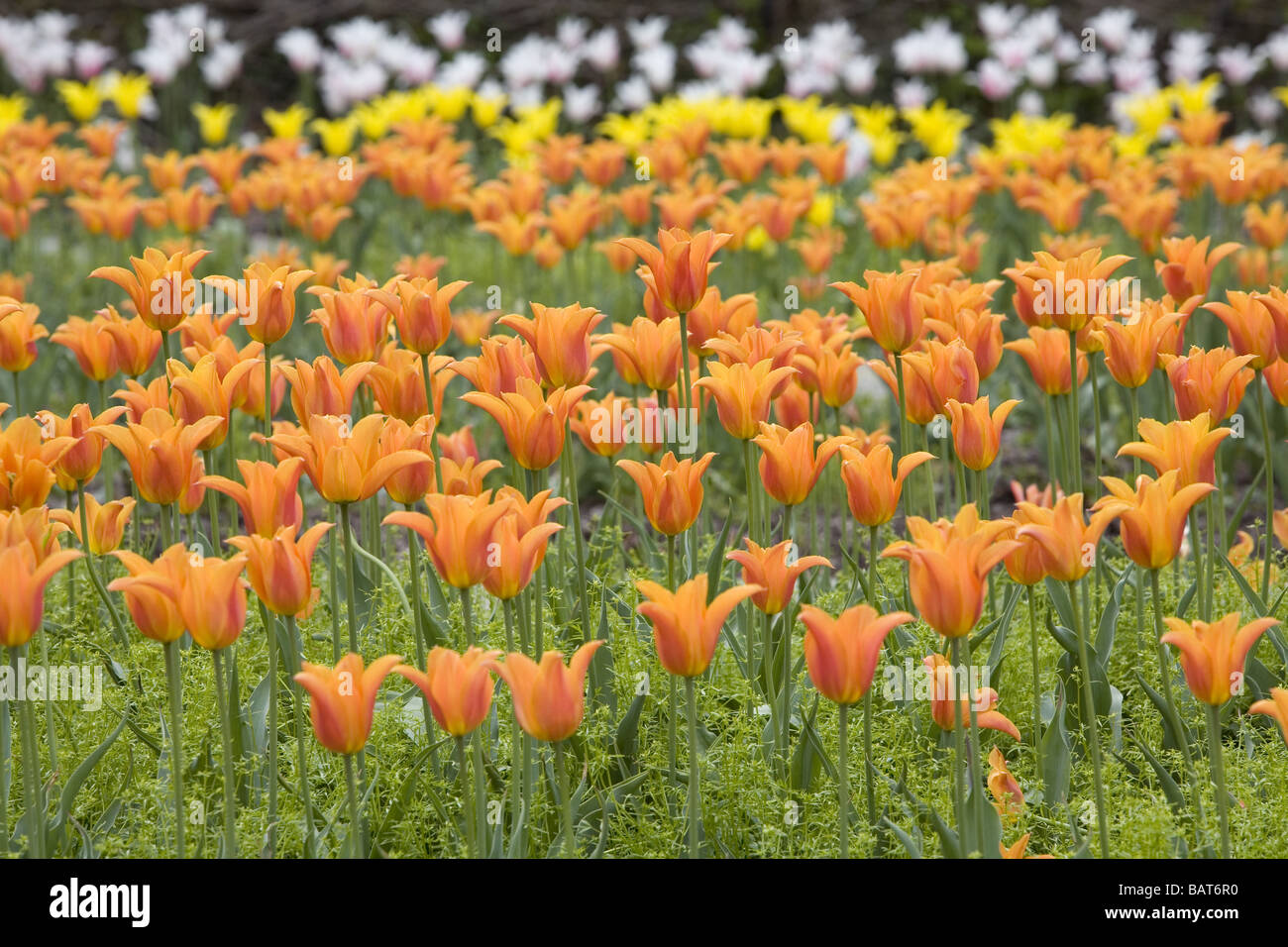 Mass planting of tulips Stock Photo