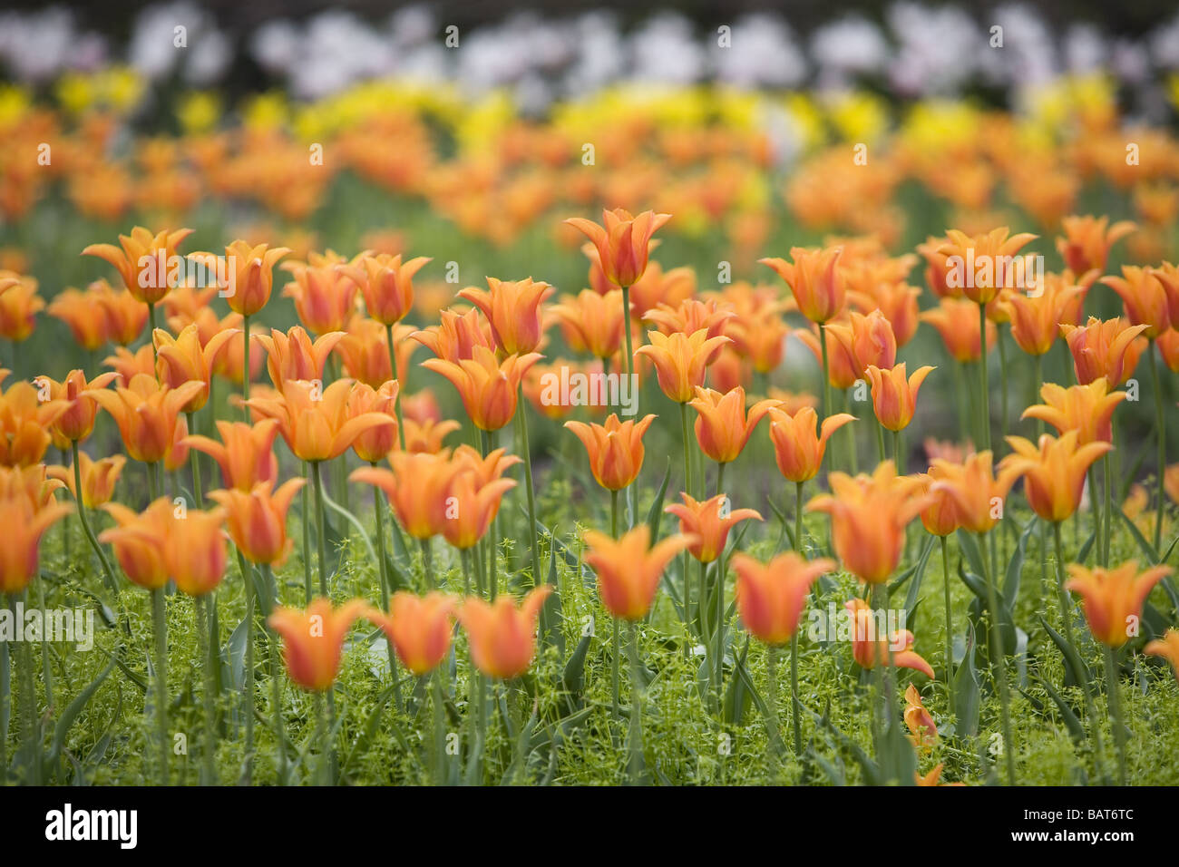 Mass planting of tulips Stock Photo