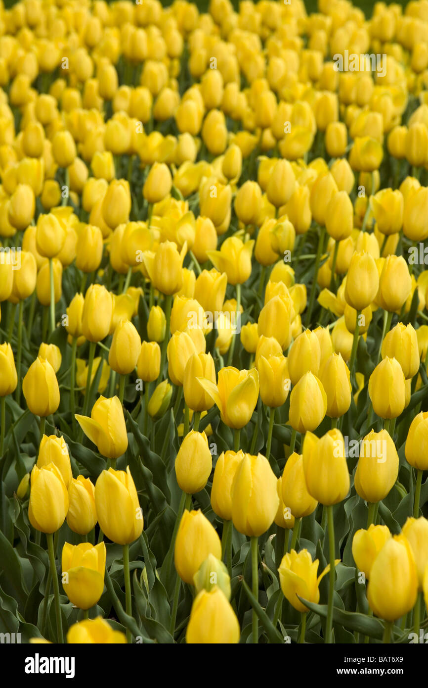 Mass planting of tulips Stock Photo