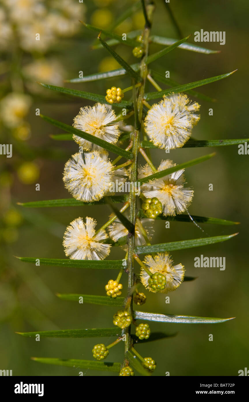 Accacia blossoms Stock Photo
