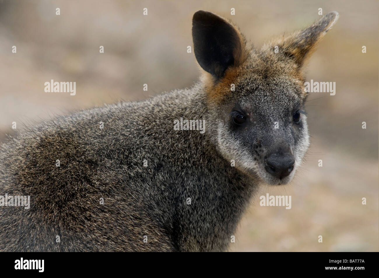 Swamp wallaby 'Wallabia bicolor' closeup Stock Photo Alamy