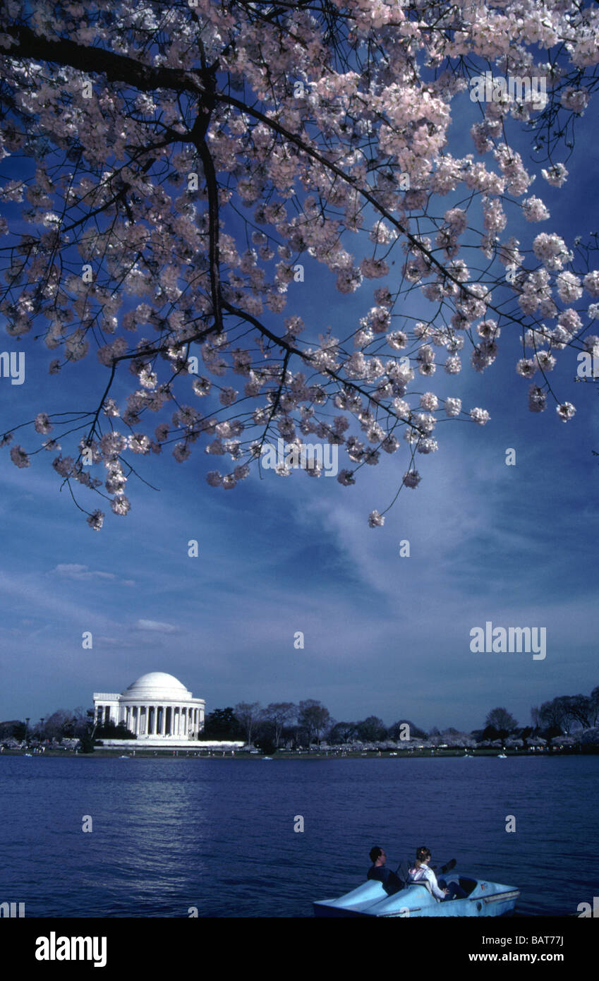 Jefferson Memorial Washington DC Cherry Blossoms Stock Photo Alamy