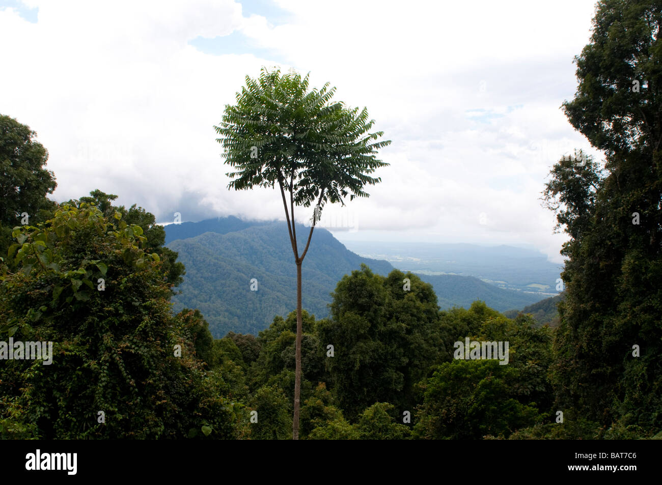 McGraths s Hump view from Dorrigo National Park NSW Australia Stock Photo