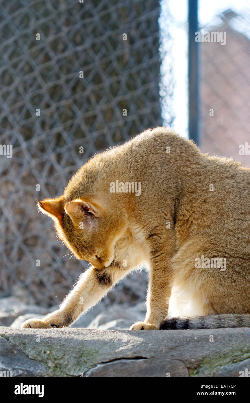 portrait of a wild cat cleaning Stock Photo