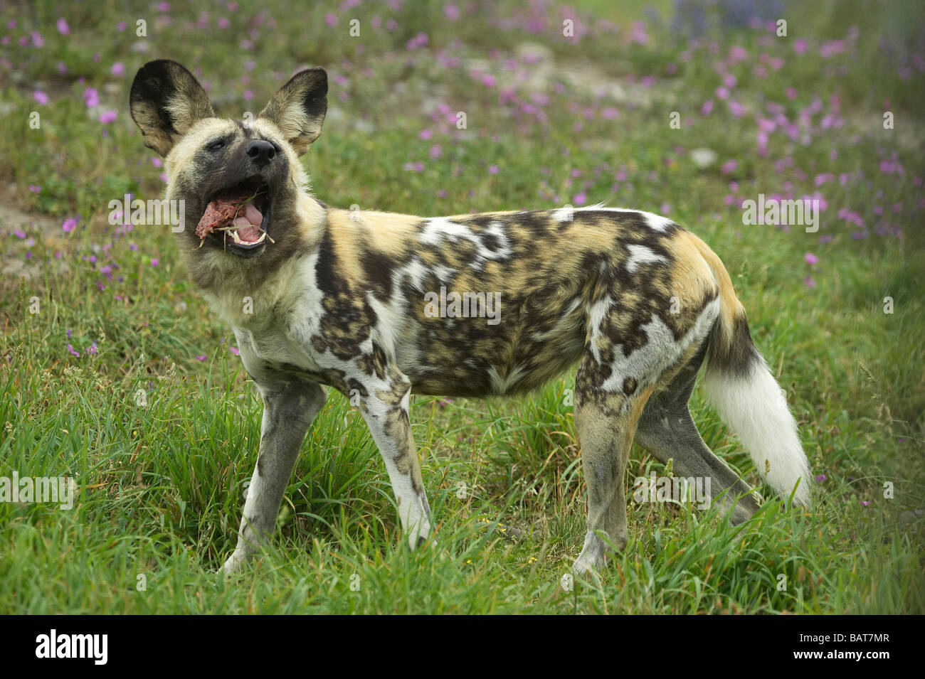 African Wild Dog lycaon pictus Orana Wildlife Park Christchurch South Island New Zealand Stock Photo
