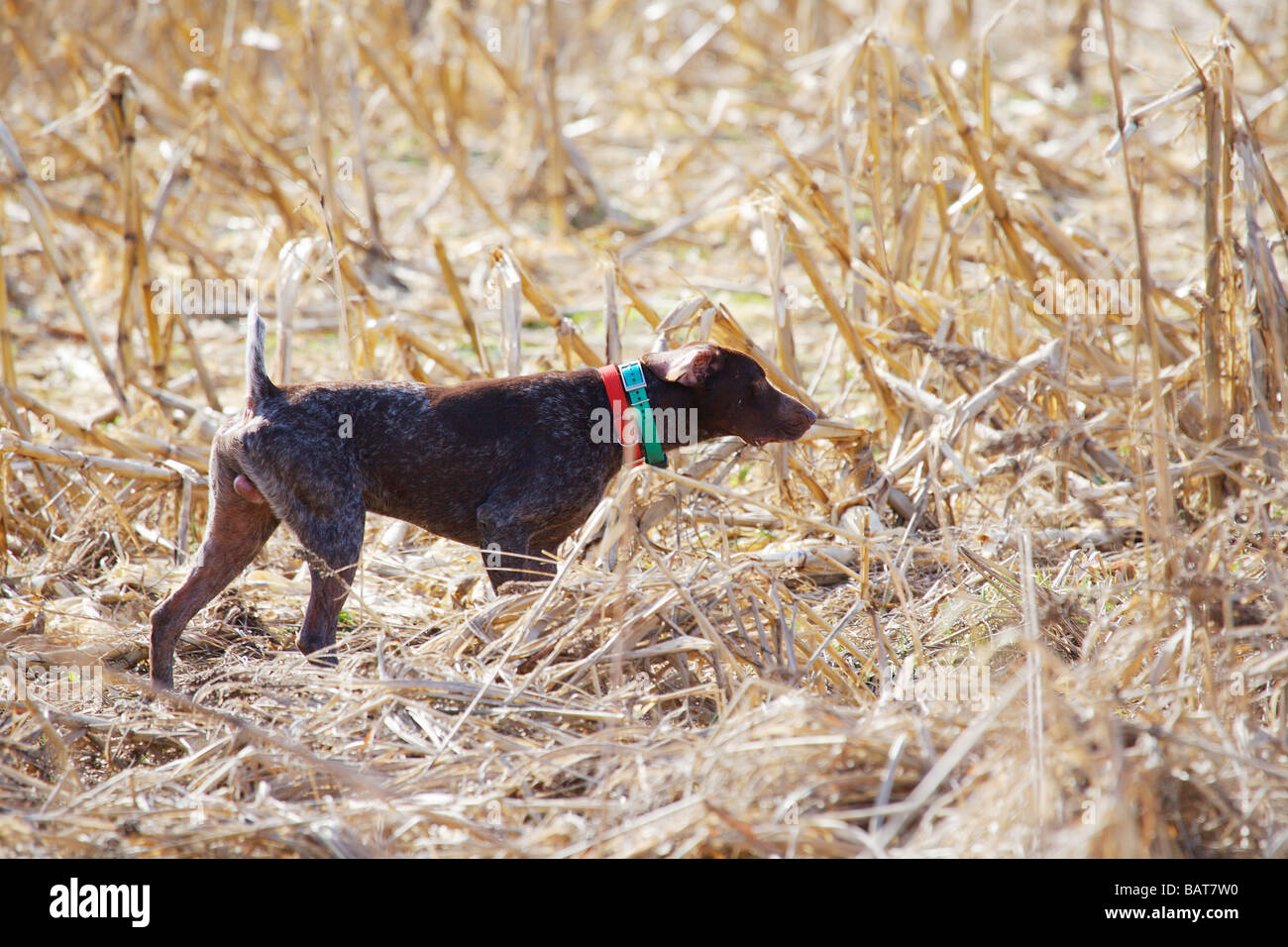 pointing dog collars