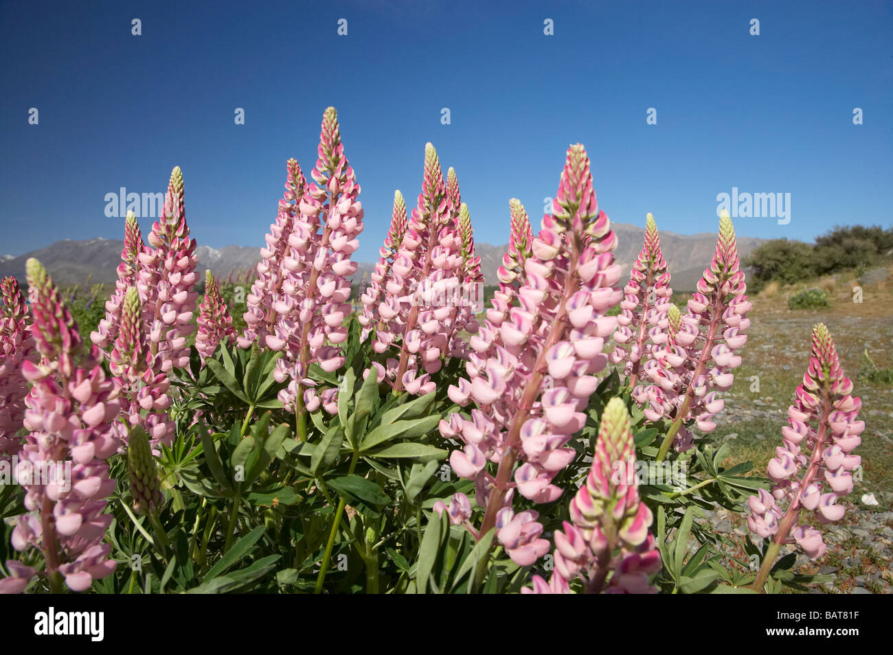 Wild Lupins Tekapo Mackenzie Country South Island New Zealand Stock