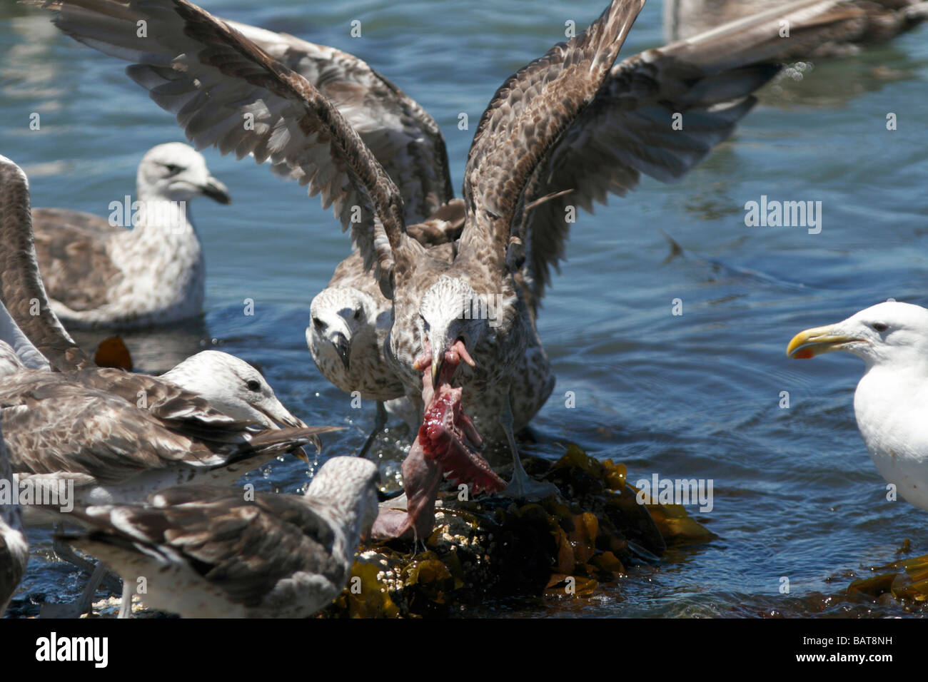 Cape gulls (Larus capensis) fighting over discarded fish offal near Cape Town, South Africa Stock Photo