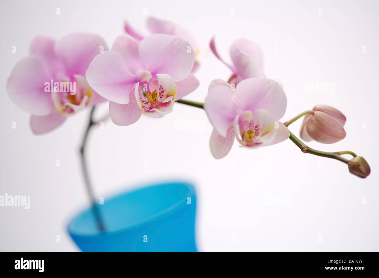 Orchid close up Stock Photo