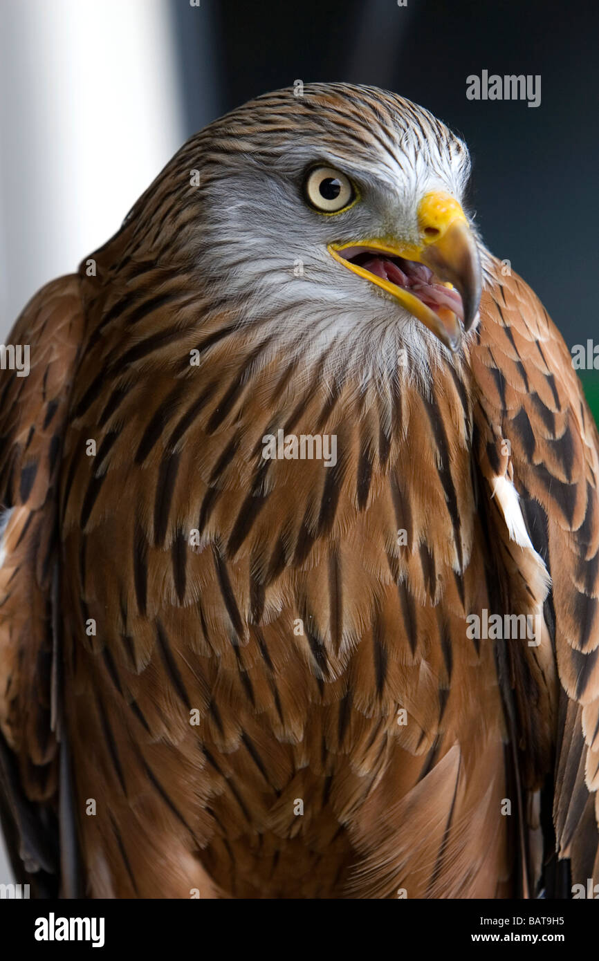 Bird Of Prey Stock Photo Alamy