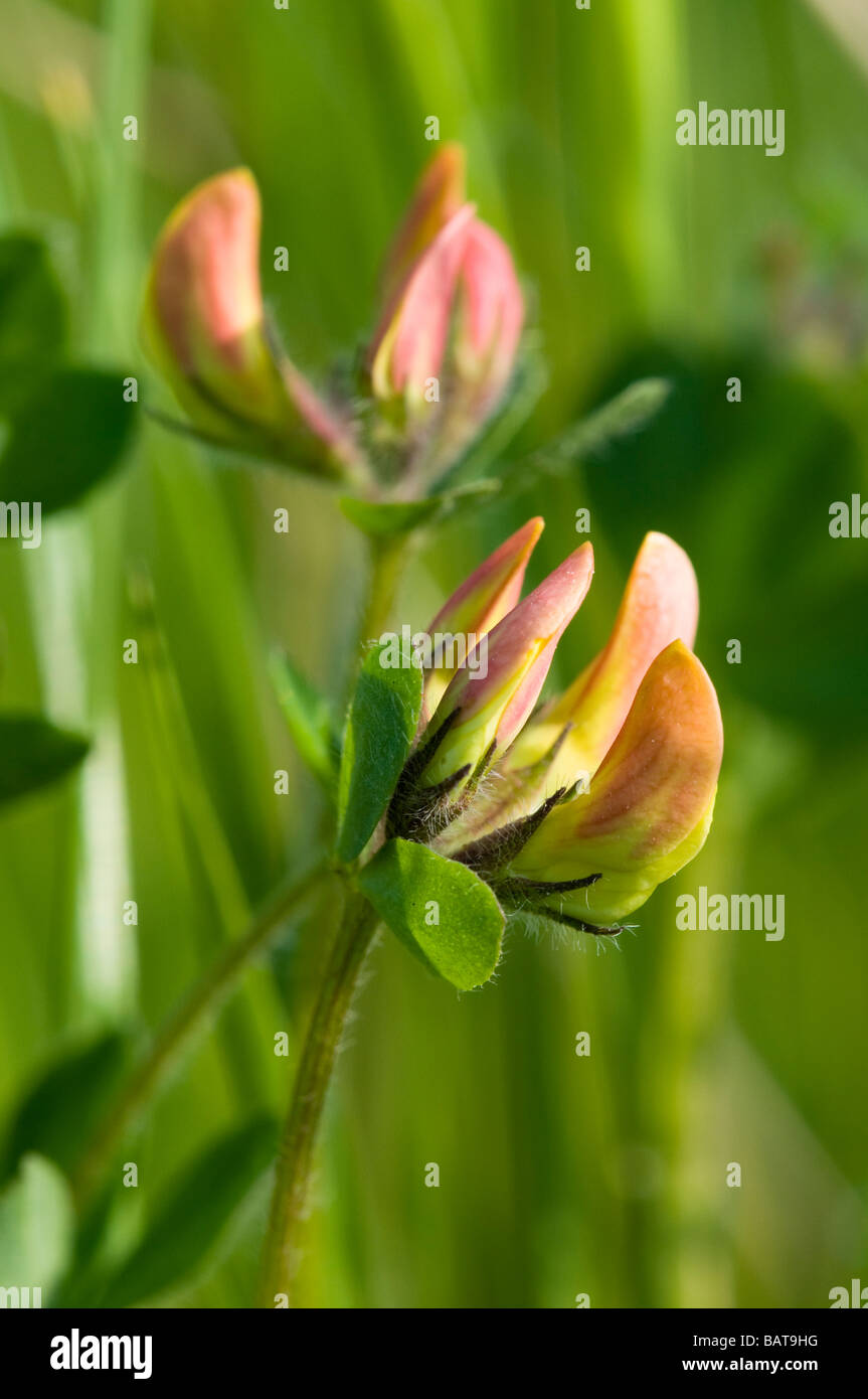 Trefoil petals hires stock photography and images Alamy