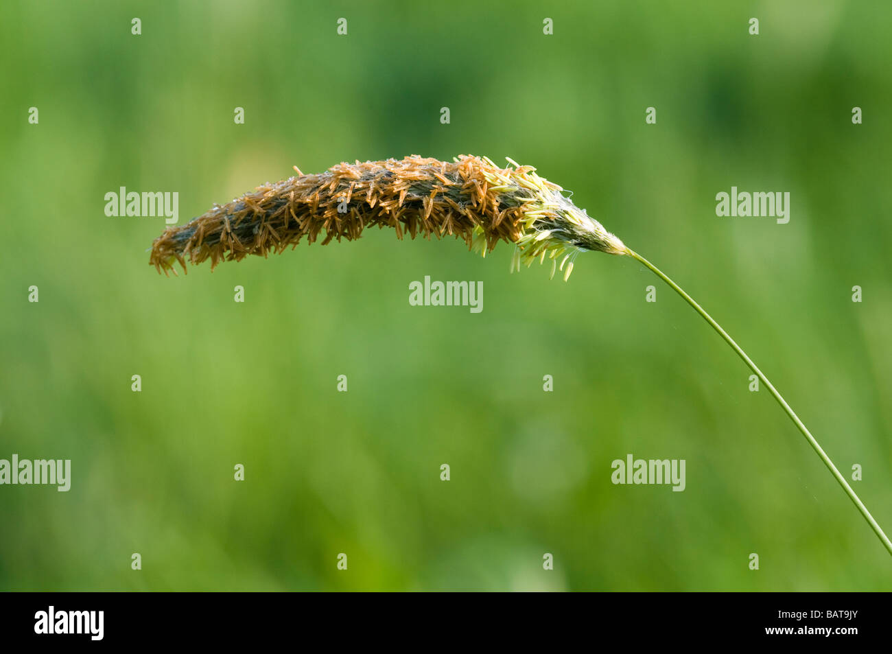 Marsh foxtail Stock Photo
