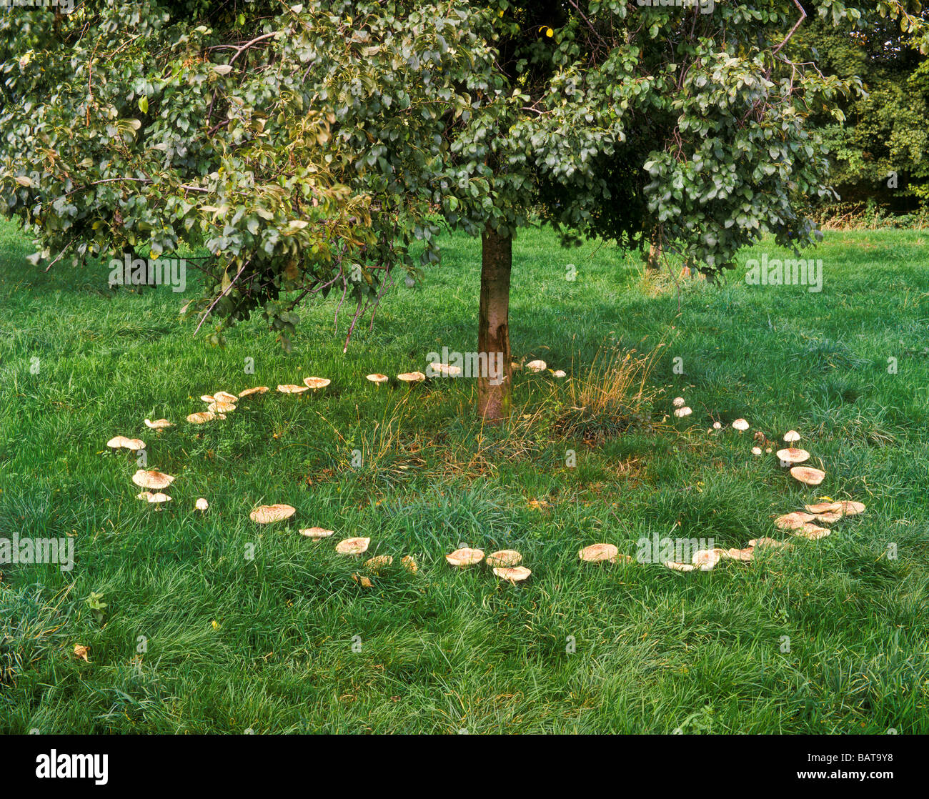 A fairy ring of toadstools round a plum tree in an old orchard in Herefordshire UK Stock Photo