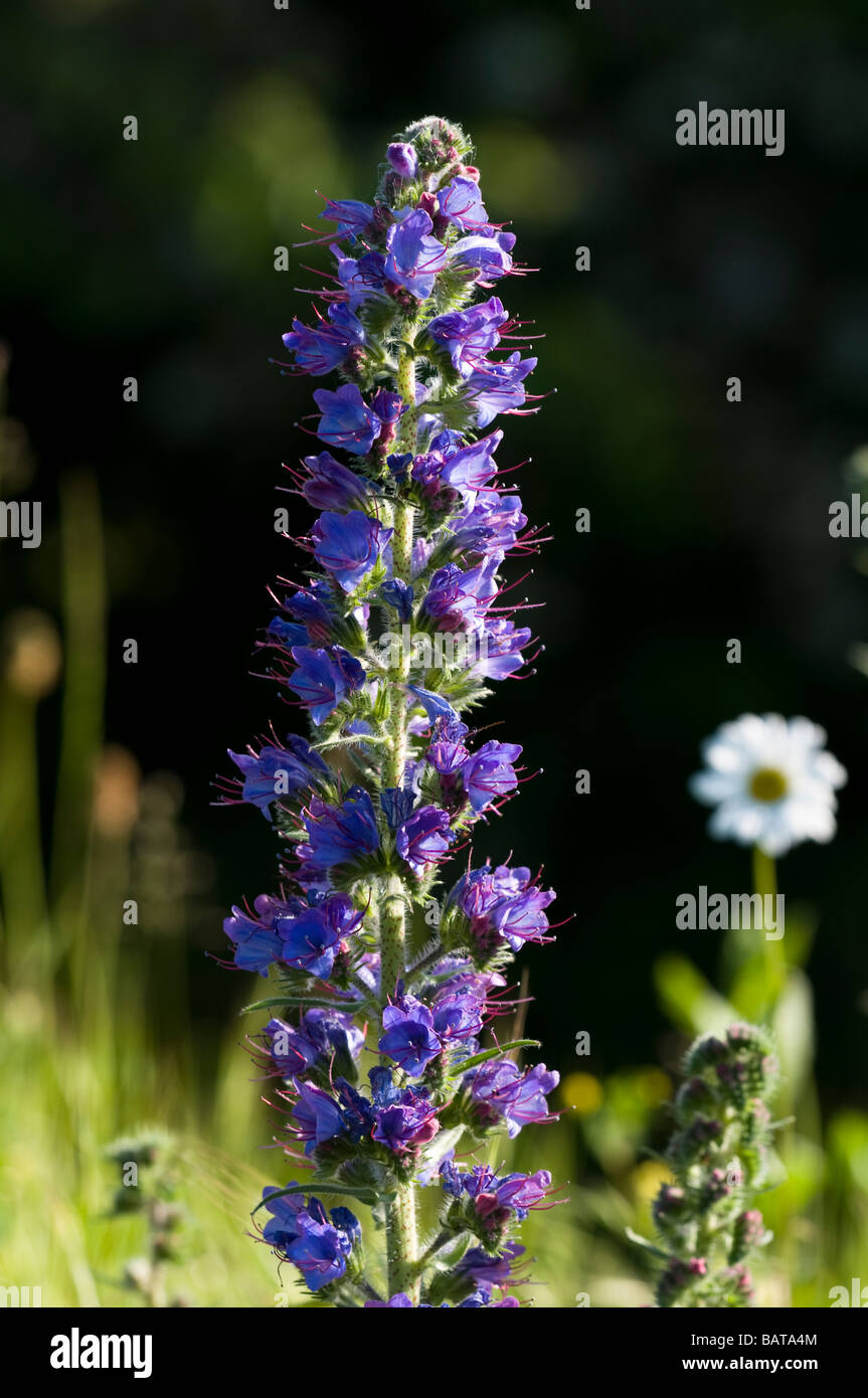 Viper's bugloss Stock Photo