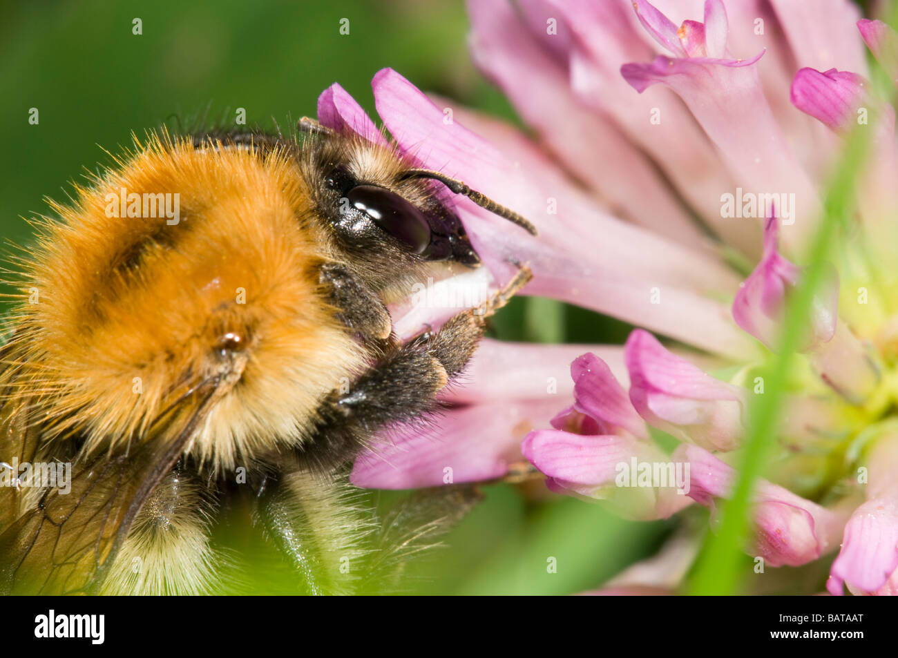 Red clover bee hires stock photography and images Alamy