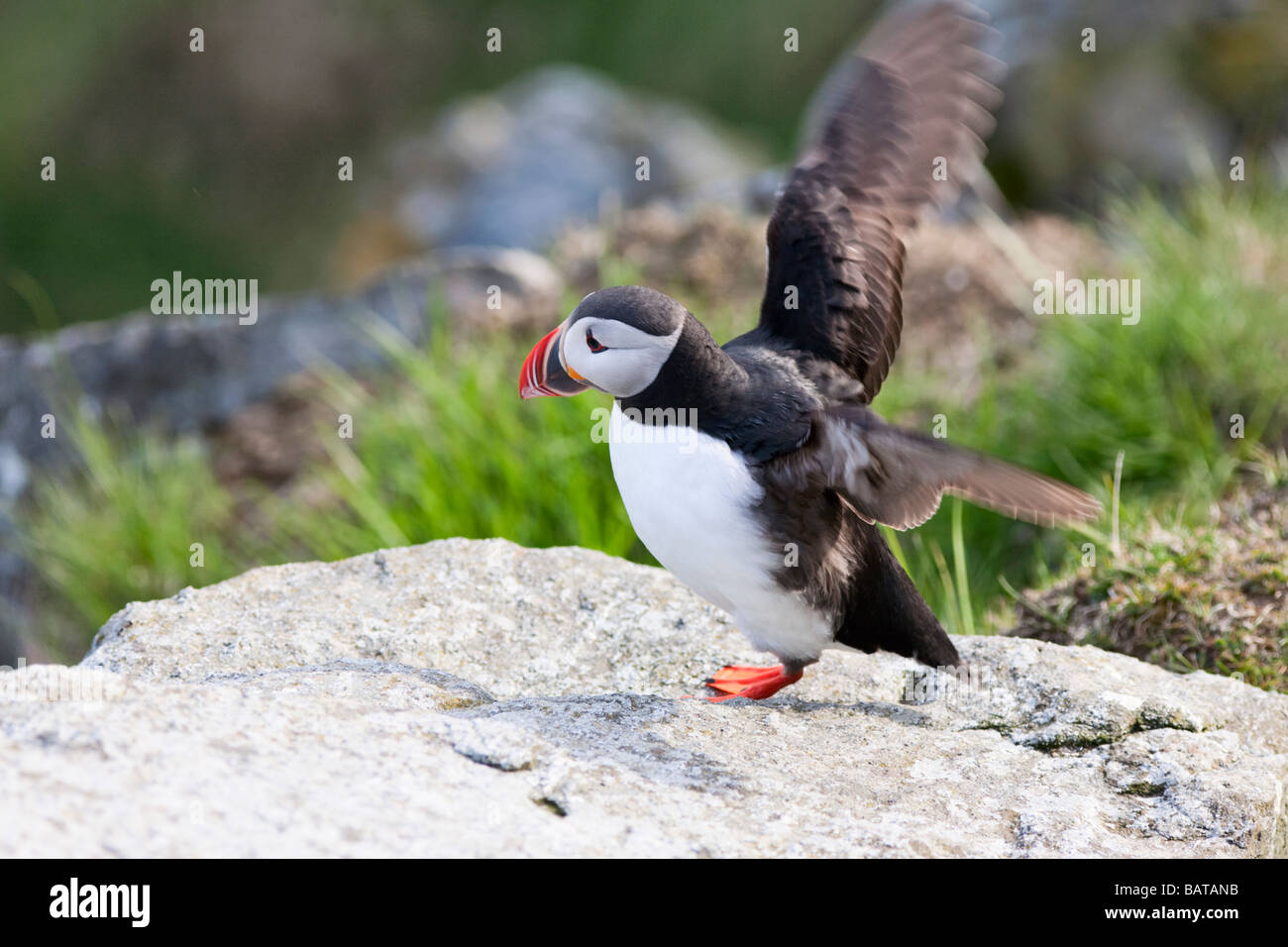Atlantic Puffin on a cliff Stock Photo Biology Diagrams