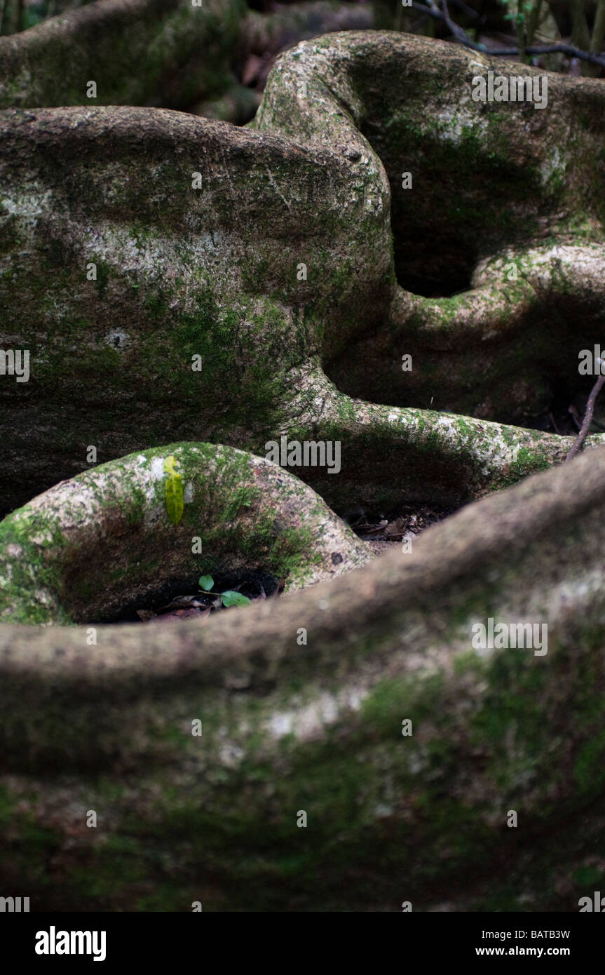 Tree roots NSW Australia Stock Photo - Alamy