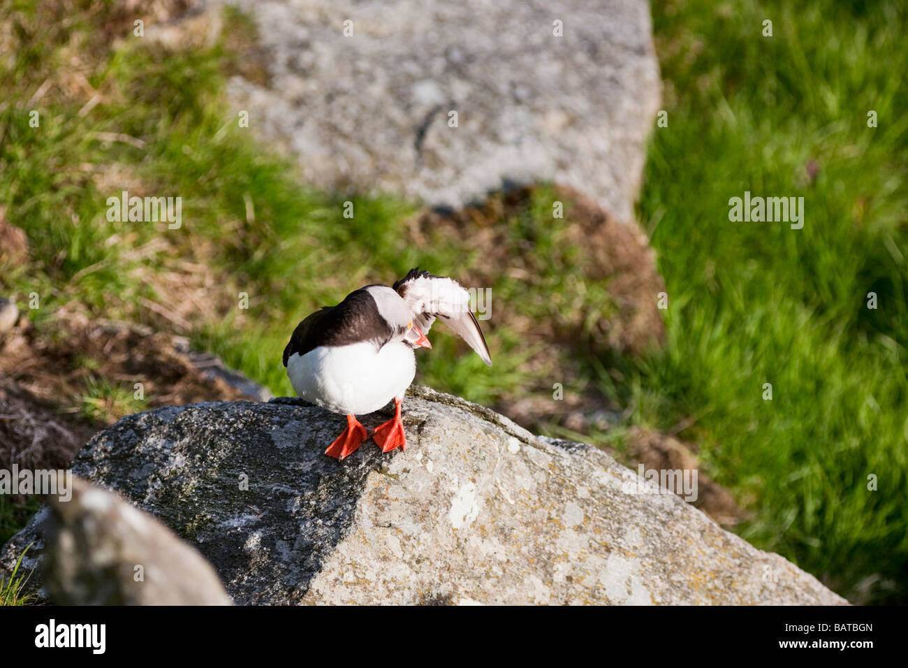 Atlantic Puffin on a cliff Stock Photo Biology Diagrams