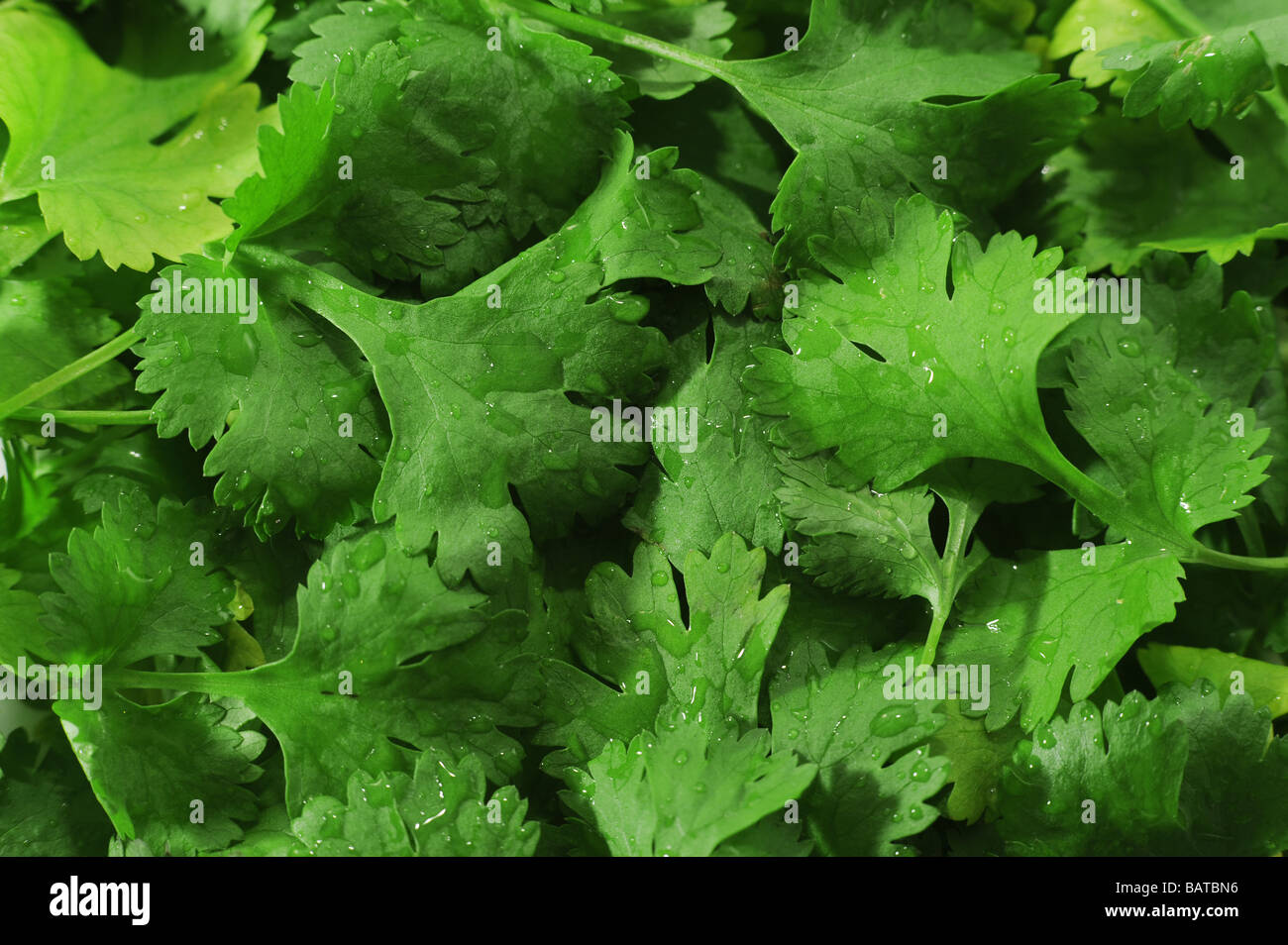 Coriander Stock Photo Alamy