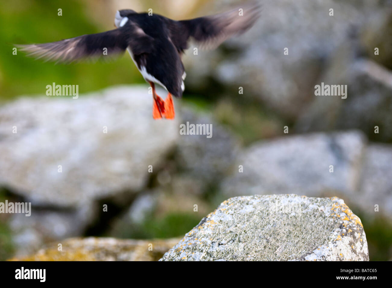 Atlantic Puffin on a cliff Stock Photo