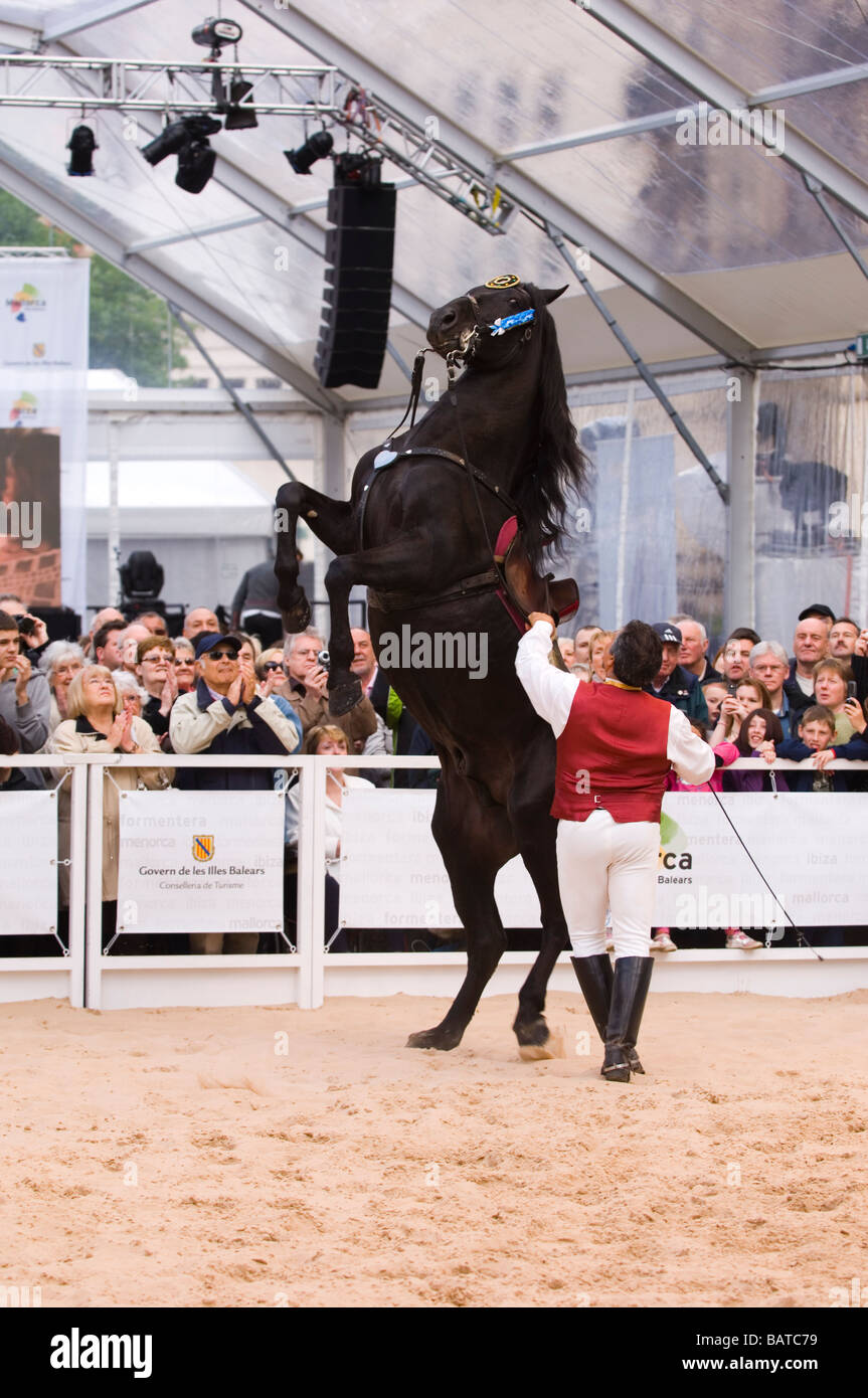 Spanish dressage in Albert Square Manchester UK Stock Photo