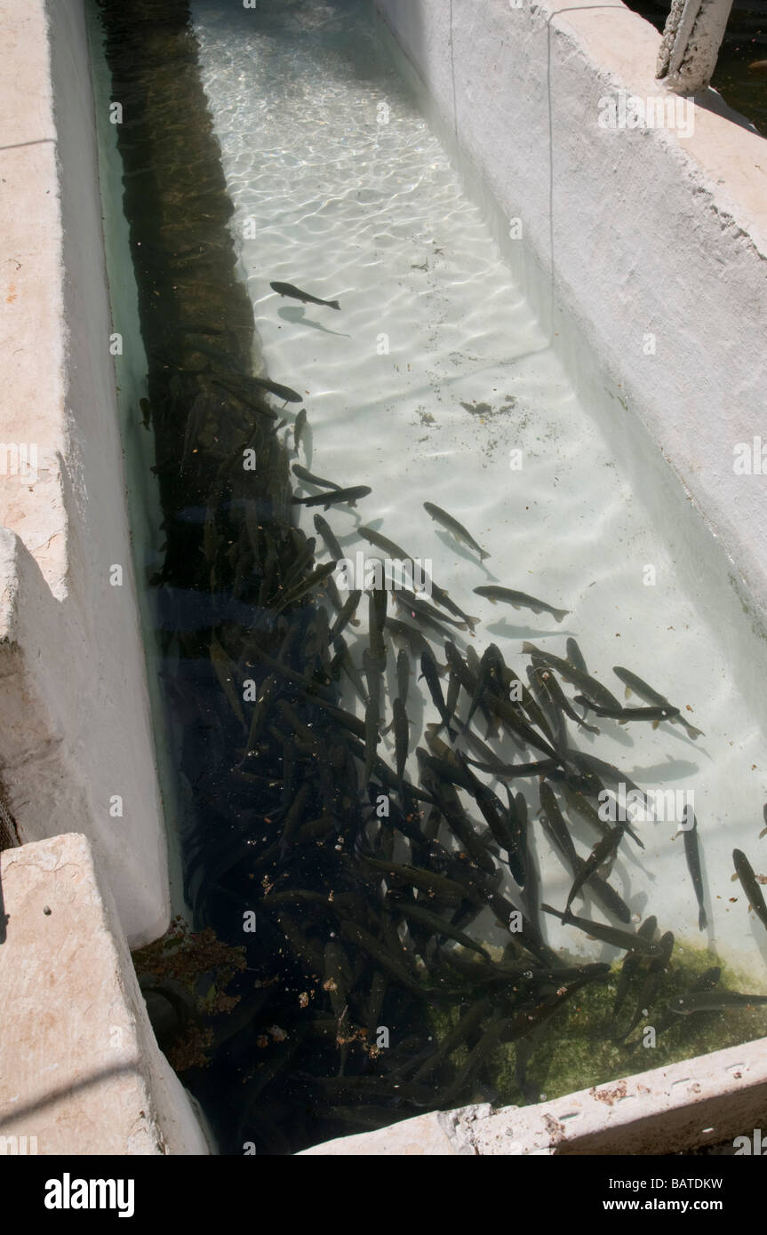 Turkey Antalya Upper Duden River A fish breeding pool at fish restaurant When matured these fish are served in the restaurant Stock Photo