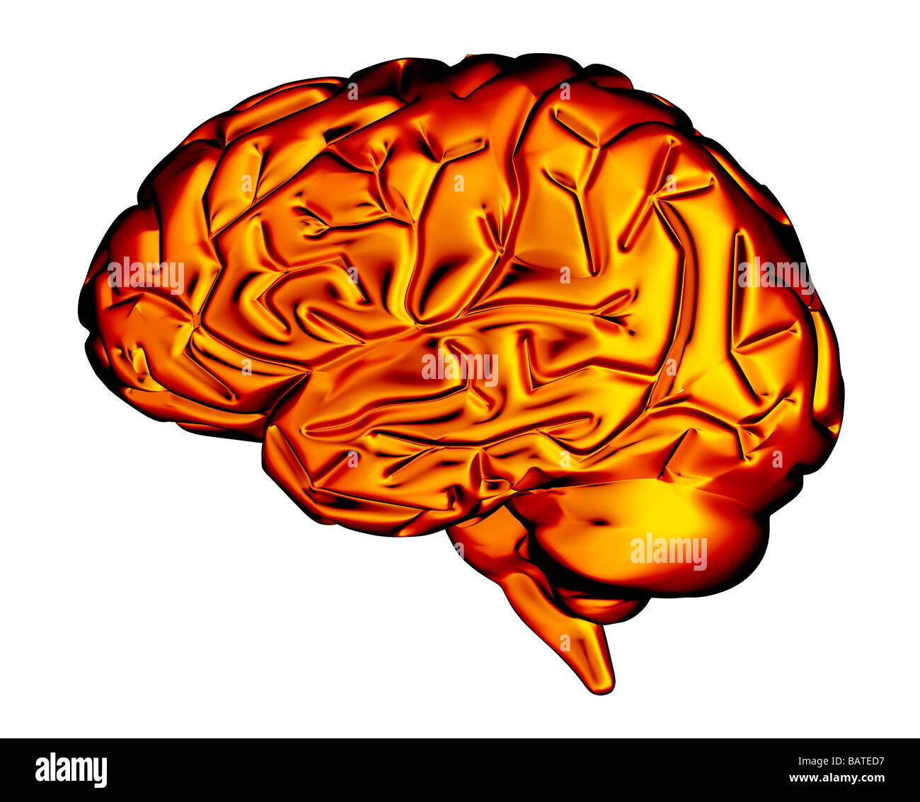 Human brain, computer artwork. The front of the brain is at left. Stock Photo