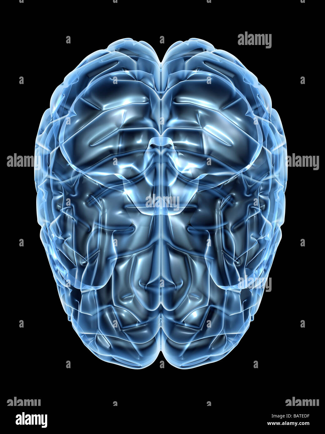 Human brain, computer artwork. The front of the brain is at bottom. Stock Photo