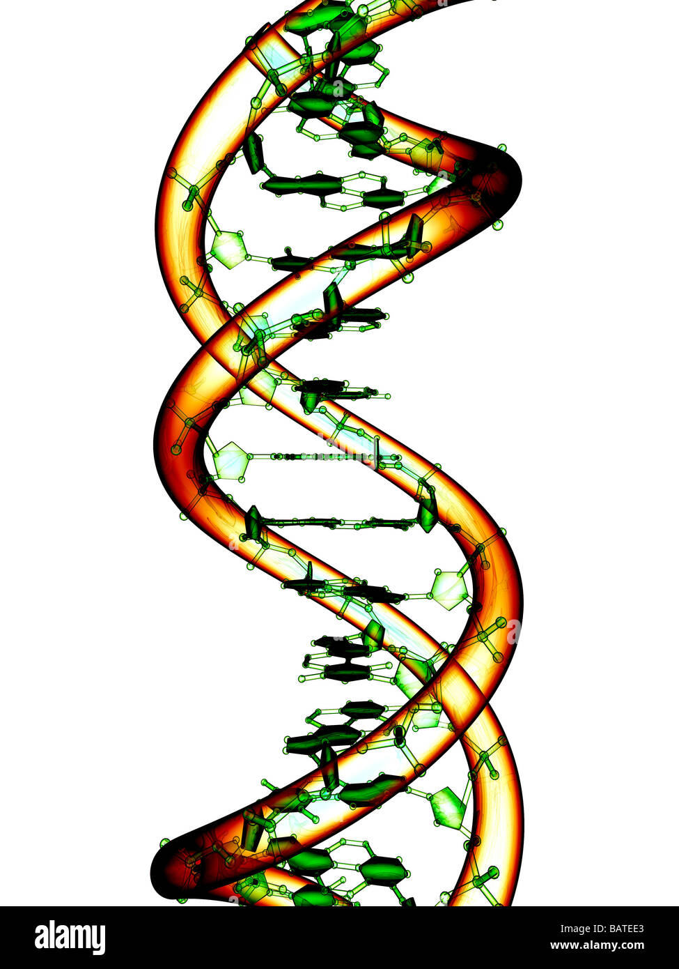 DNA molecule, conceptual computer artwork. Stock Photo